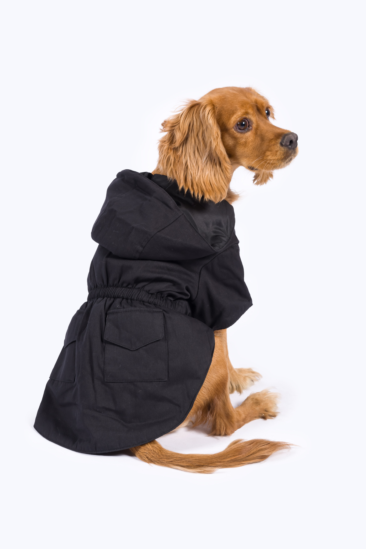 کاپشن سگ گاباردین GotStyle کاجولند Kajuland، مشکی (KJLND4001)