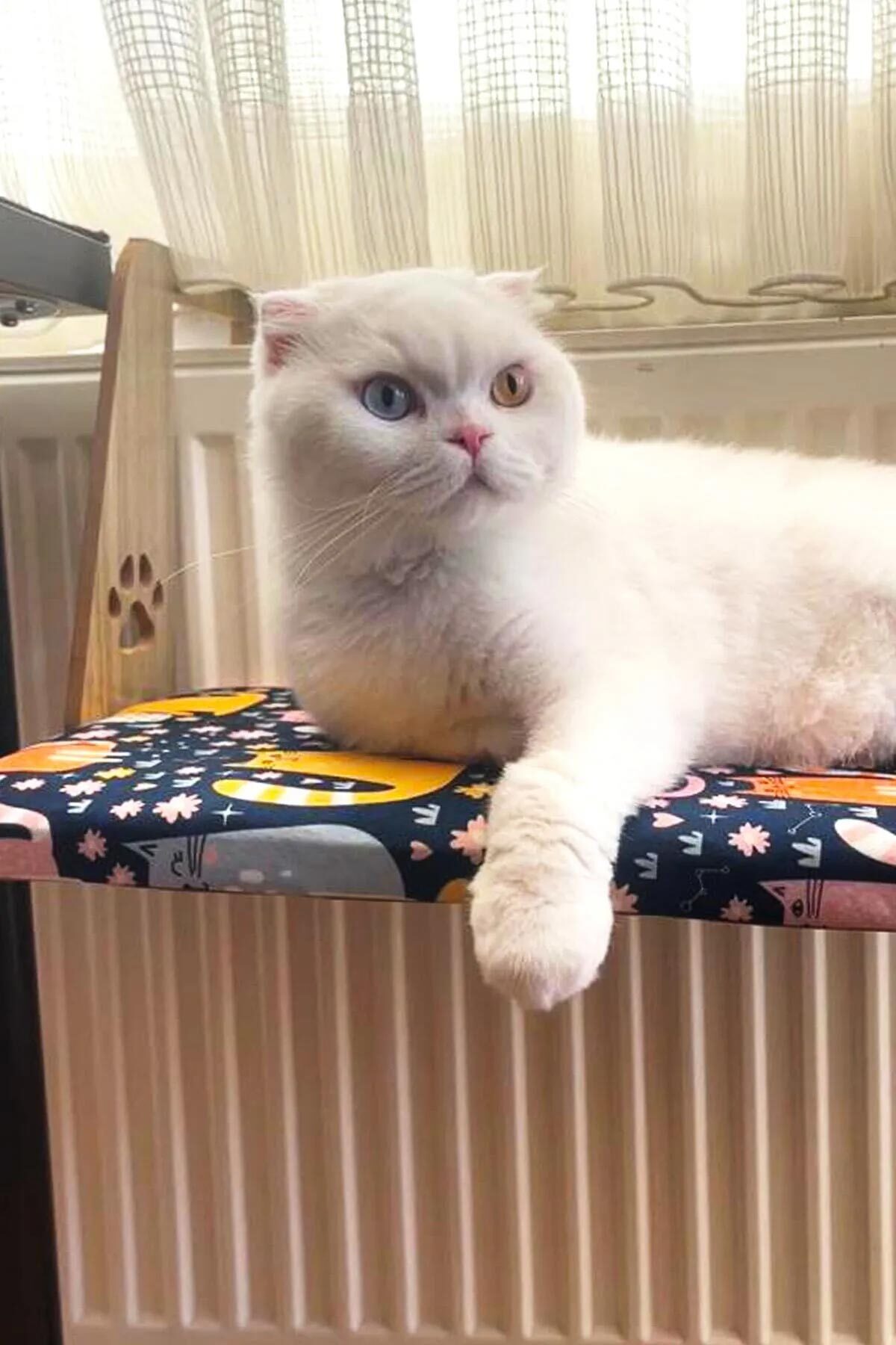 جای خواب آویز رادیاتوری گربه و سگ گوبی‌پت GOBYPET مدل 005385، قهوه‌ای، همراه زیرانداز هدیه
