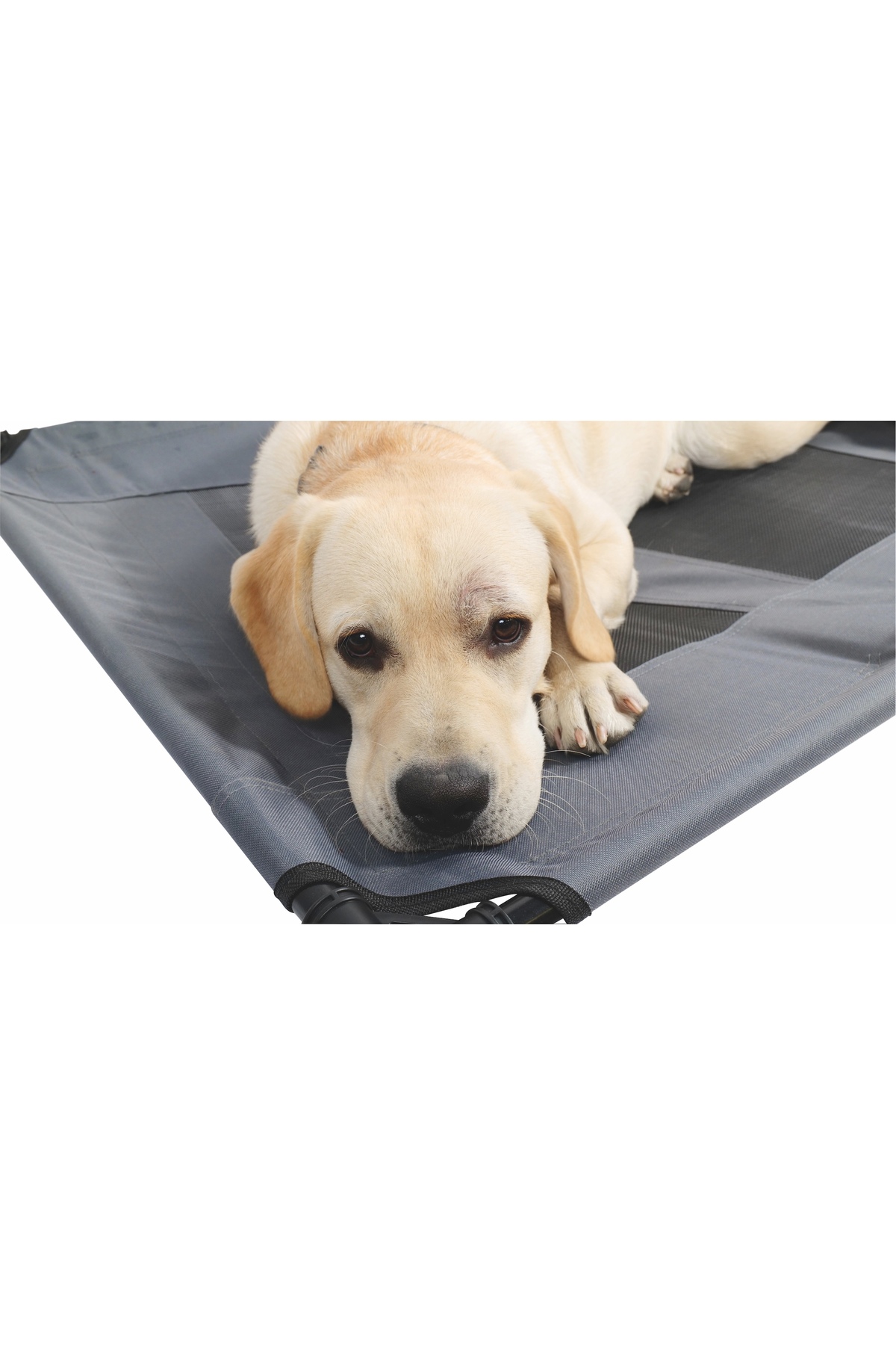 جای خواب مرتفع گربه و سگ ام‌پتس M-PETS، سایز M چندرنگ