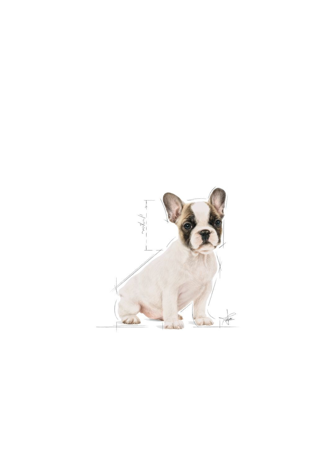 غذای خشک توله‌سگ بولداگ فرانسوی ۳ کیلوگرمی رویال کنین Royal Canin