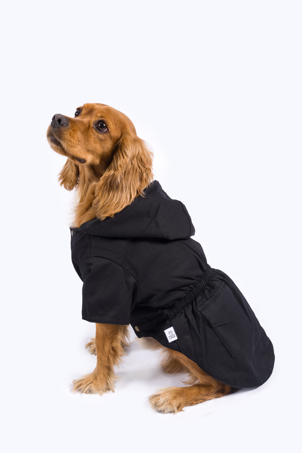 کاپشن سگ گاباردین GotStyle کاجولند Kajuland، مشکی (KJLND4001)