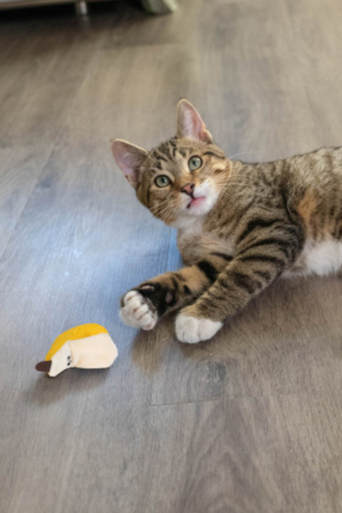 اسباب‌بازی موزی گربه با کت‌نیپ، اوت‌وارد هاوند Outward Hound Catstages Dental زرد