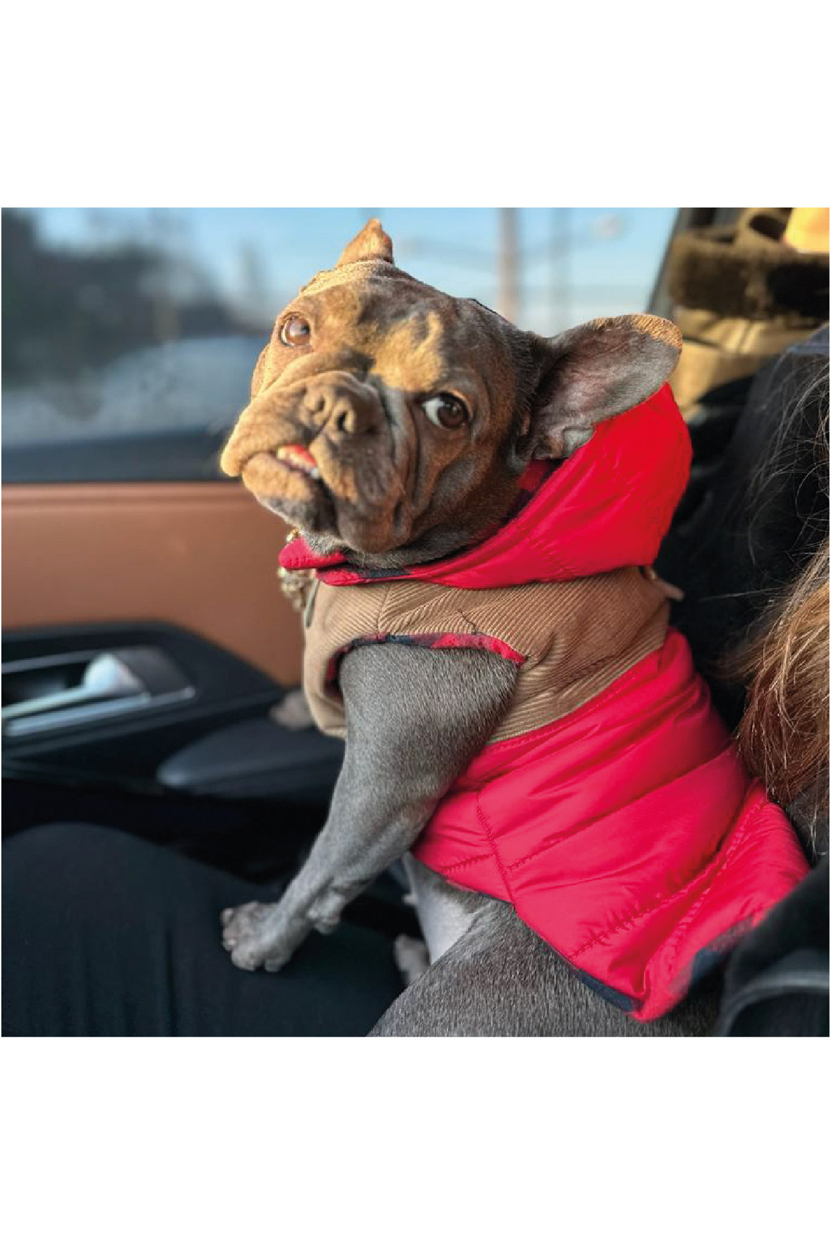 کاپشن پشمالوی قرمز سگ لولو د اربن پاپ Lulu The Urban Pup