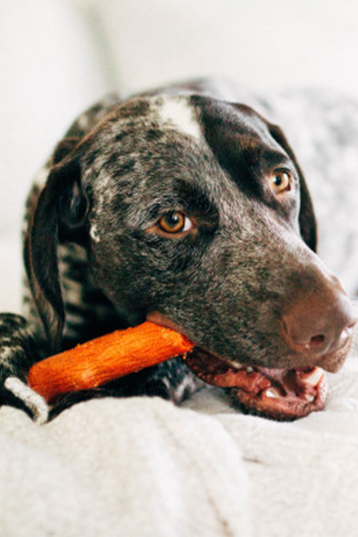 چوب جویدنی سگ با طعم باربیکیو، سایز متوسط، سری Petstages Dogwood از اوت‌وارد هاوند Outward Hound چندرنگ