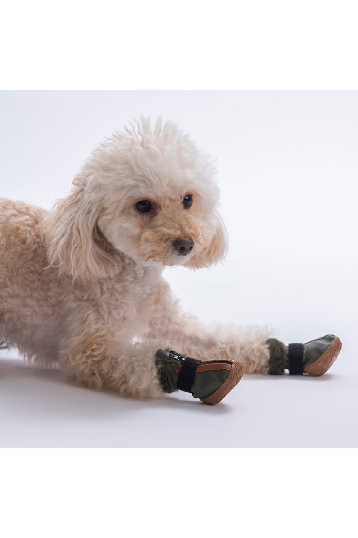کفش چرمی سبز سگ پاوستار Pawstar مدل PDS-04