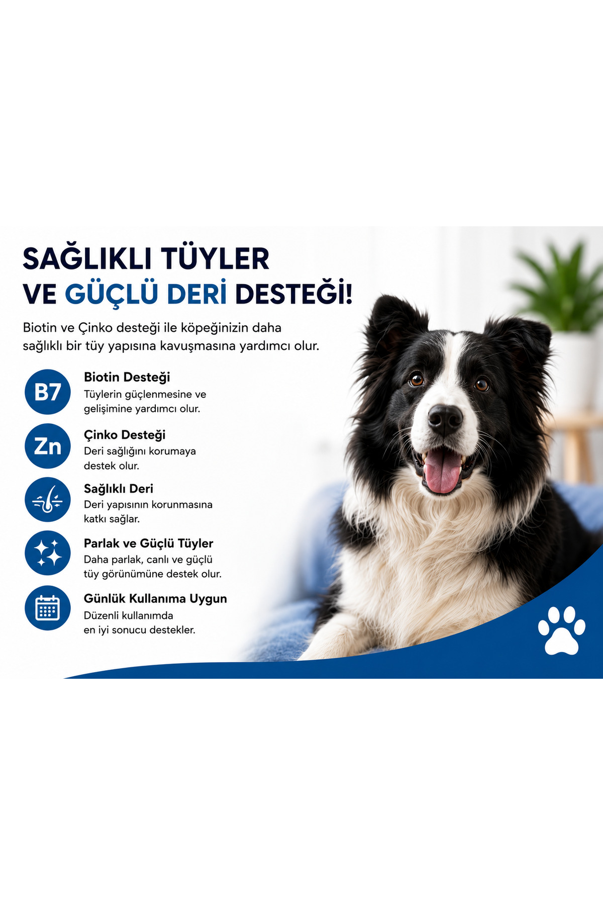 قطره بیوتین و زینک سگ پاوماس Pawmas Plus-B، ۵۰ میلی‌لیتر