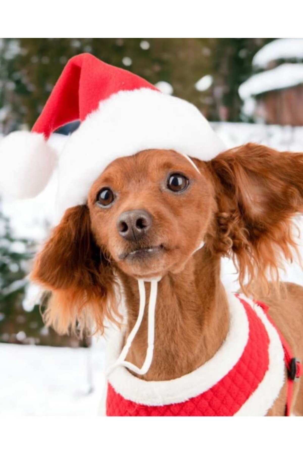 لباس سگ پلار قرمز پوپیا Puppia Santa's Hat مدل PDDF-SH23