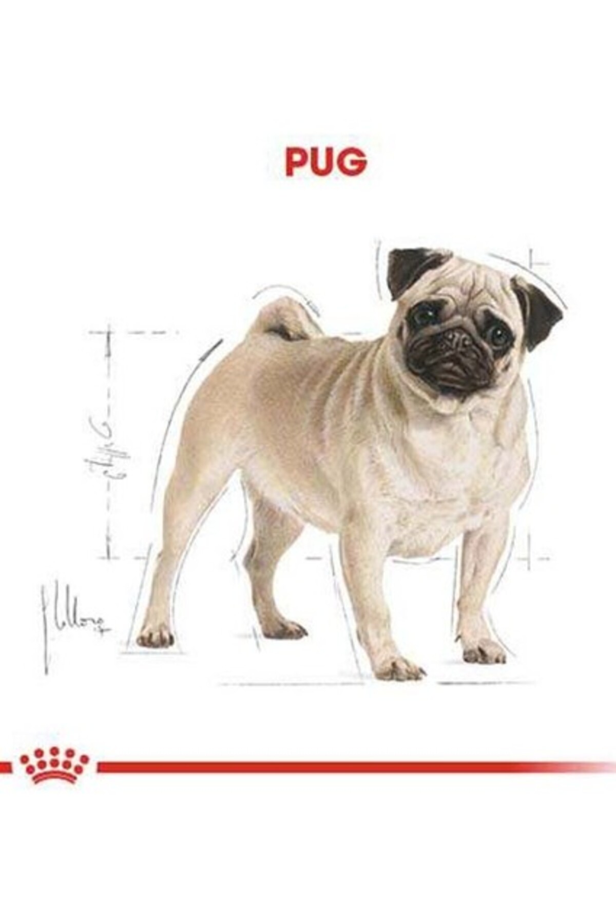 غذای خشک سگ بالغ پاگ رویال کنین Royal Canin، ۱٫۵ کیلوگرم 1.5kg