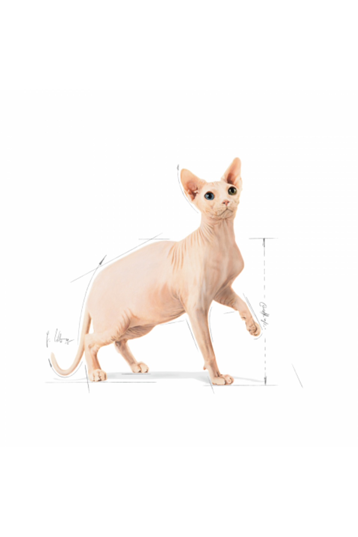 غذای خشک گربه اسفینکس رویال کنین Royal Canin، ۲ کیلوگرم