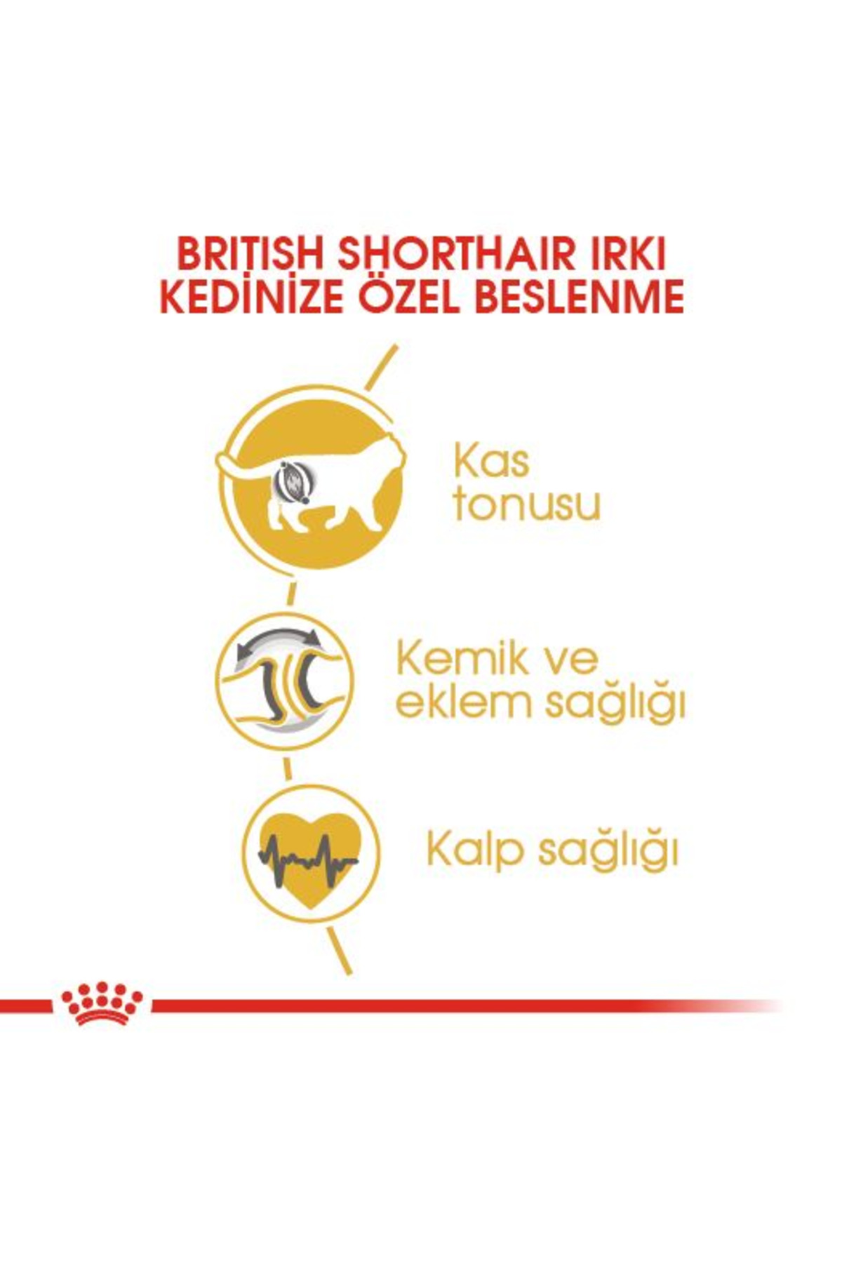 غذای خشک گربه بالغ بریتیش شورت‌هیر رویال کنین Royal Canin، ۴۰۰ گرم