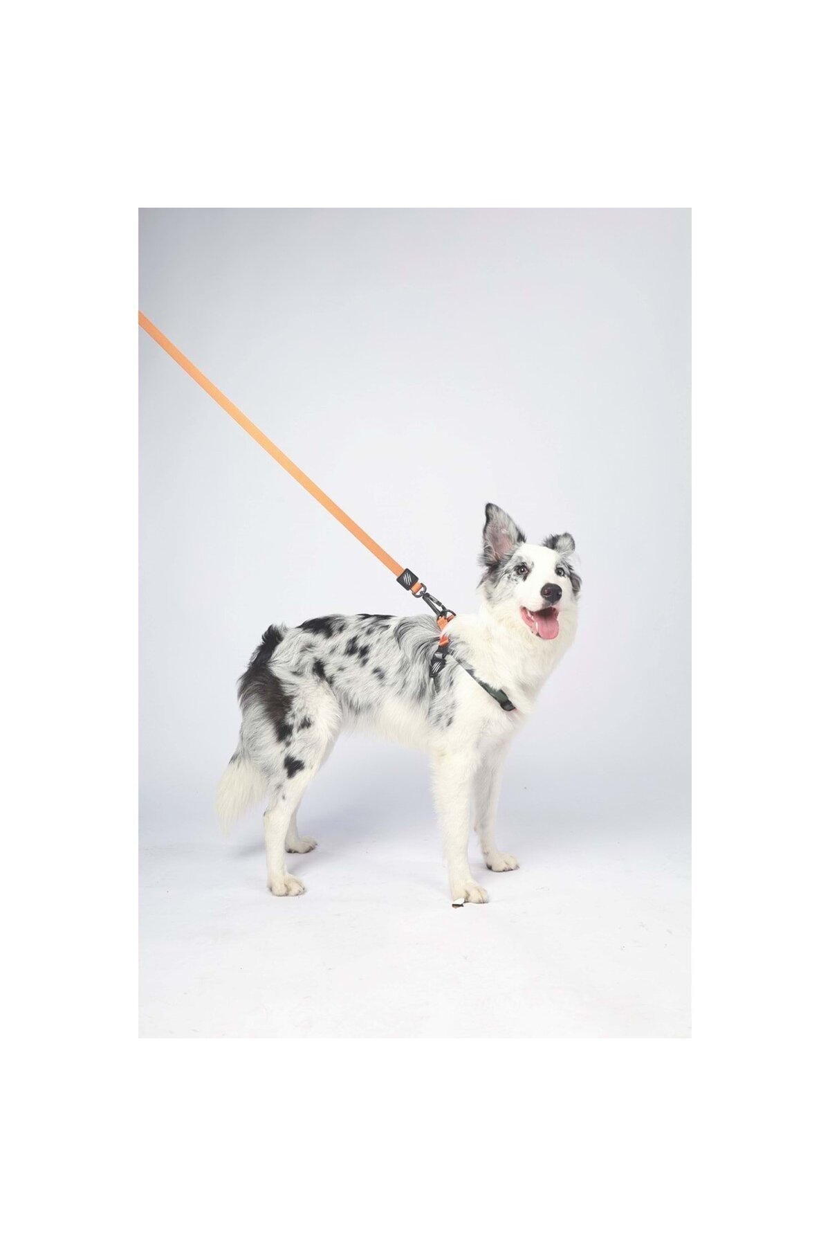 بند قلاده سگ ام‌پتس M-PETS Wild Jungle Regular نارنجی
