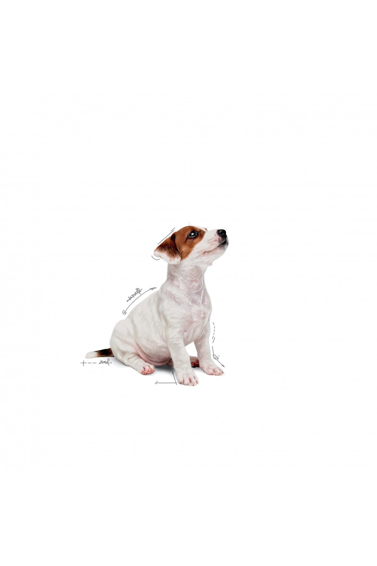 غذای مرطوب توله‌سگ نژاد کوچک رویال کنین Royal Canin، مرغ، ۱۲ × ۸۵ گرم