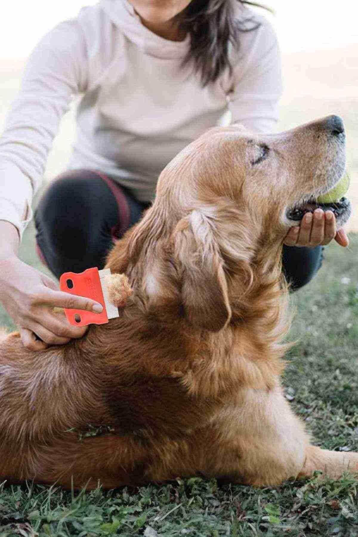 شانه ضدکک و شپش گربه و سگ گوبی‌پت GOBYPET