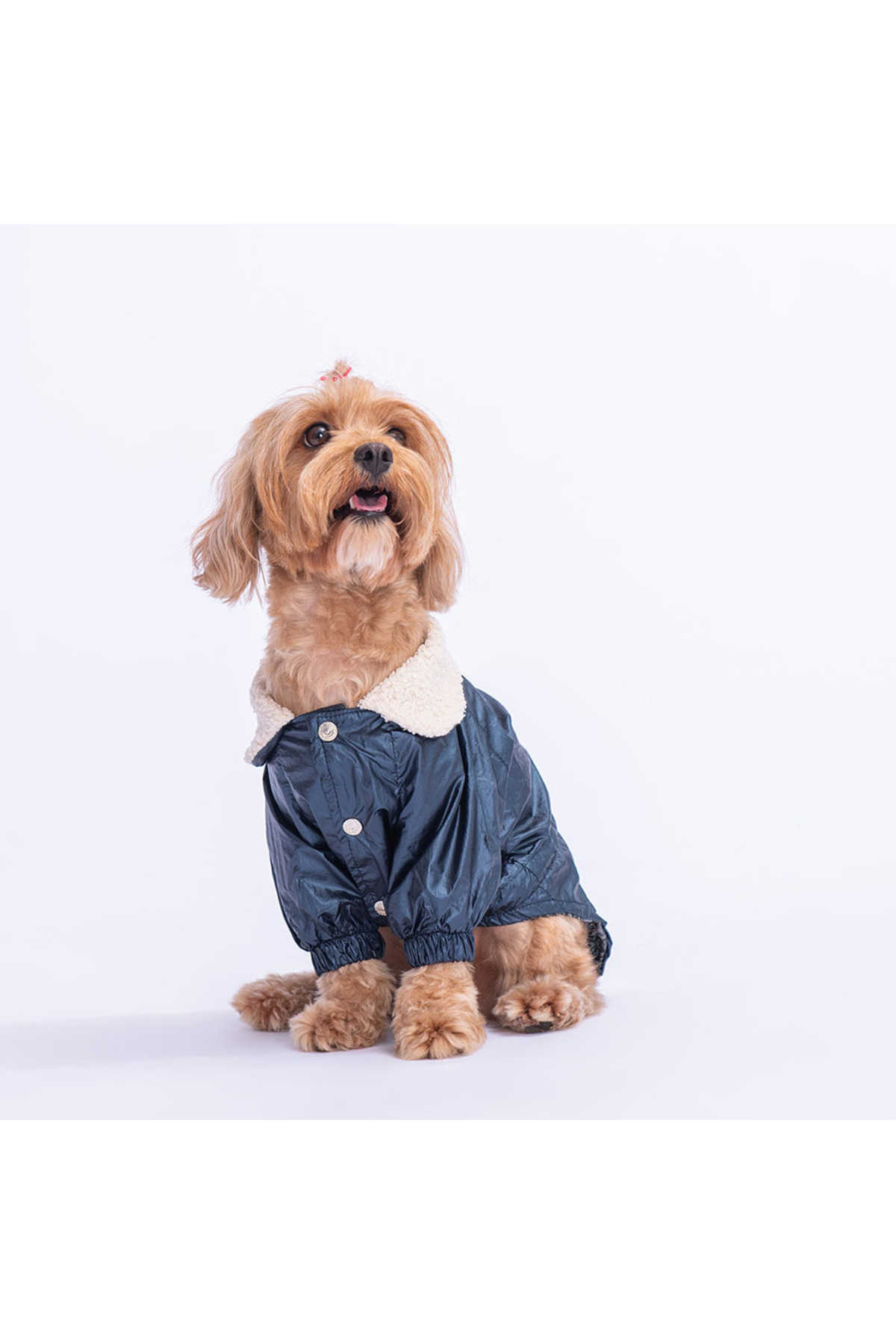 بارانی سگ پاوستار Pawstar مدل Brillante، سرمه‌ای