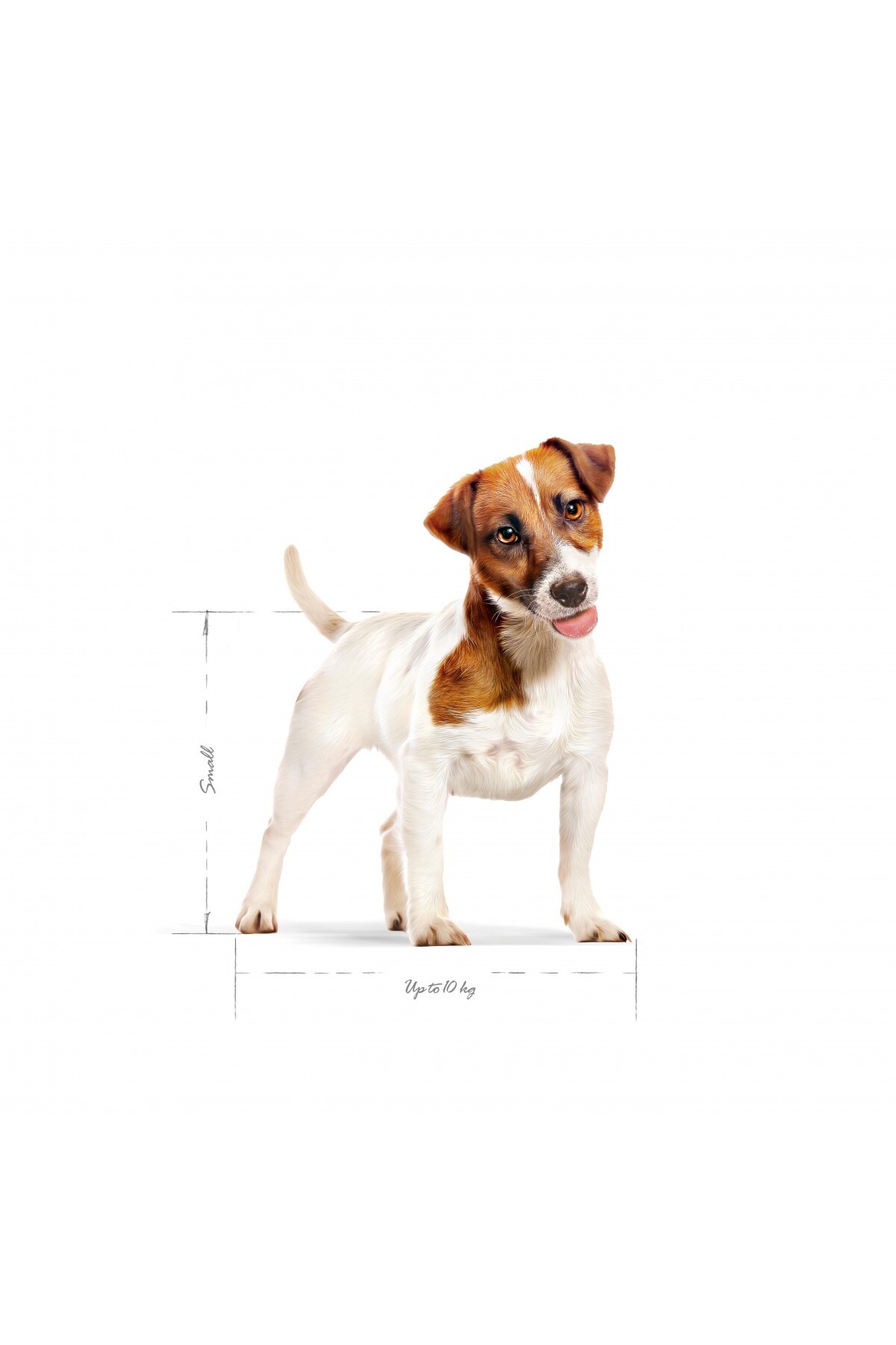 غذای خشک سگ بالغ نژادهای کوچک رویال کنین Royal Canin Mini Adult، ۴ کیلوگرم