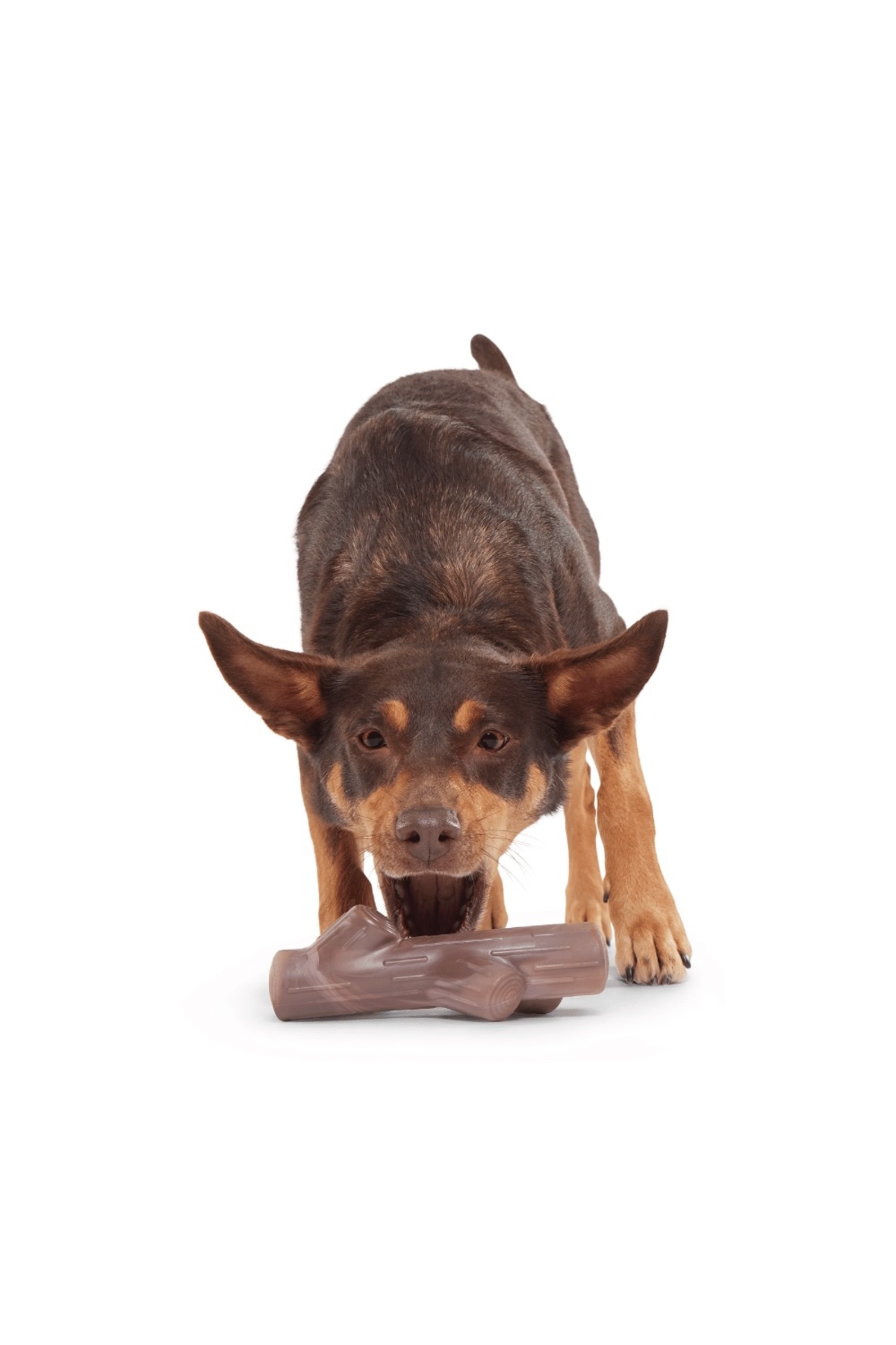 اسباب‌بازی شاخه‌ای سگ Fetch بارک BARK چندرنگ