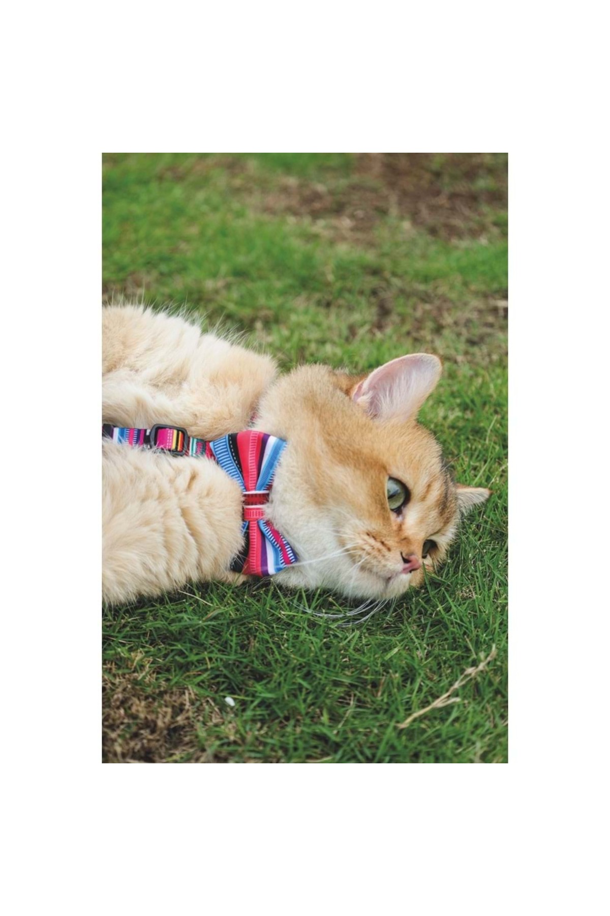 پاپیون حیوانات خانگی ام‌پتس M-PETS مدل Urban Style Jazz Stripes 60800599، سایز M، چندرنگ