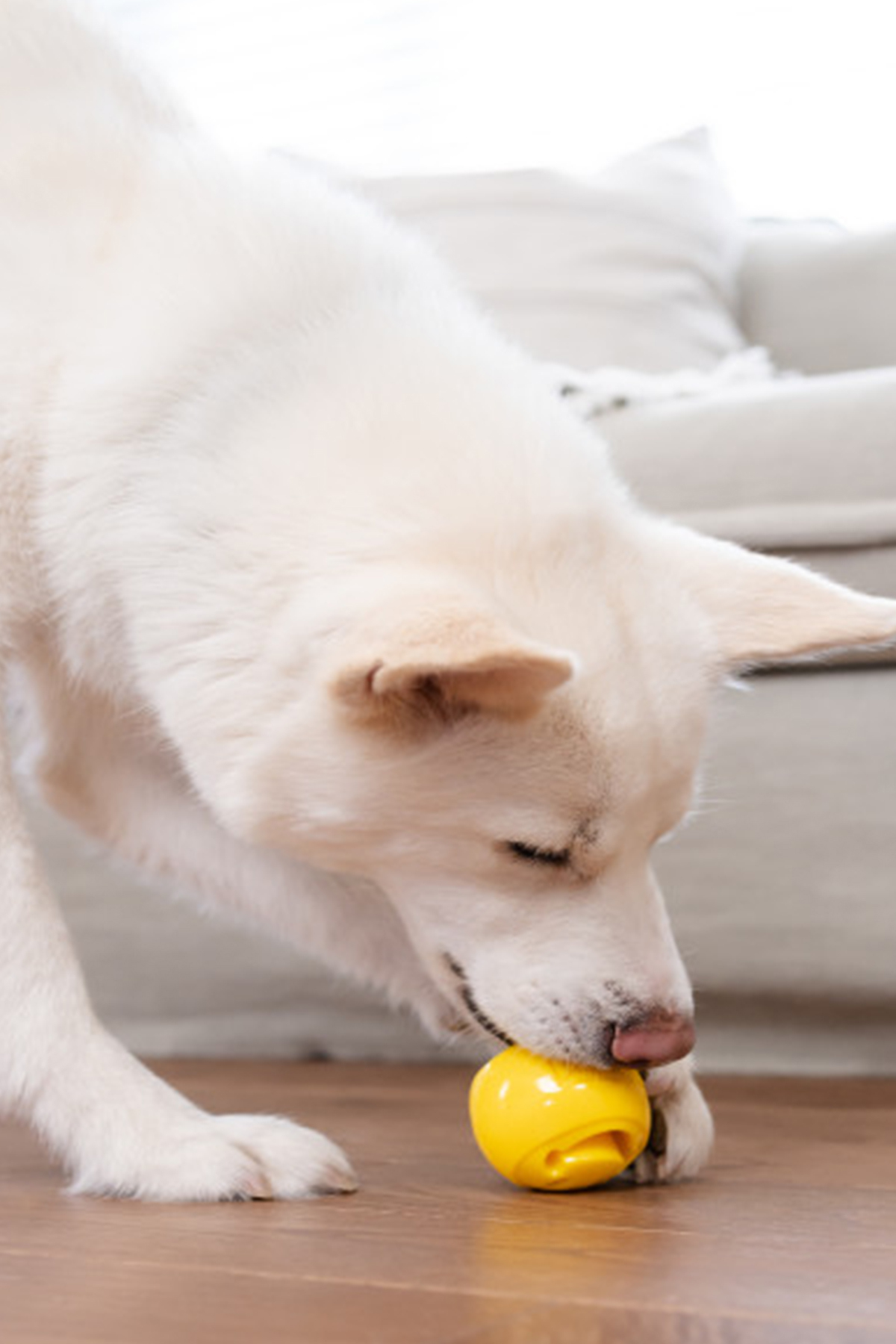 اسباب‌بازی مکعب جایزه سگ اوت‌وارد هاوند Outward Hound، سری Nina Nooks Happiness، مدل 350-68775M چندرنگ