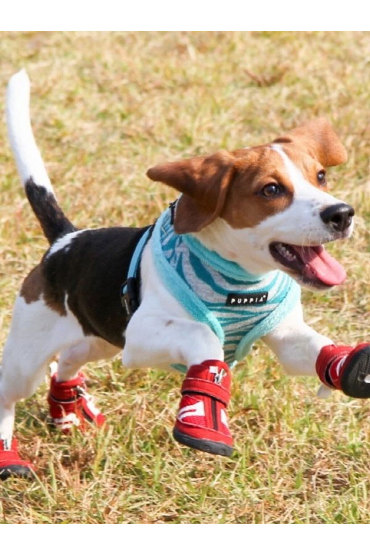 کفش سگ پاپیا Puppia HIKER (B type)، قرمز