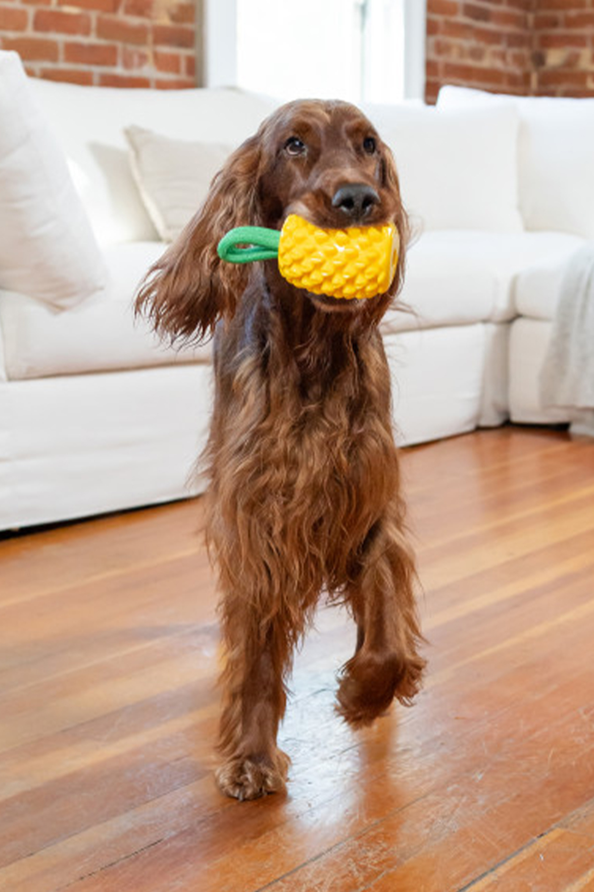 اسباب‌بازی جویدنی سگ اوت‌وارد هاوند Outward Hound Nina Dental Pineapple، چندرنگ