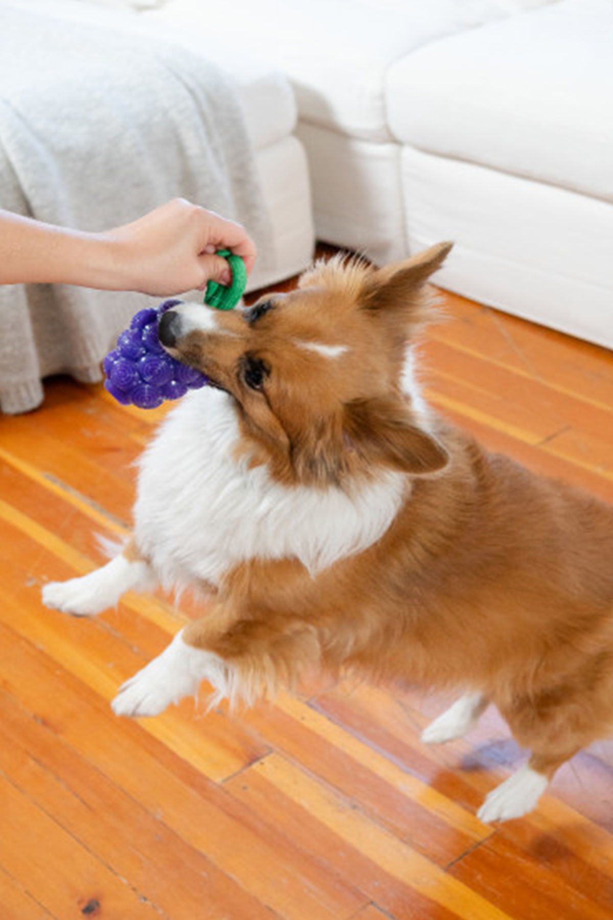 اسباب‌بازی جویدنی سگ اوت‌وارد هاوند Outward Hound Nina Dental Grapes، انگور، چندرنگ