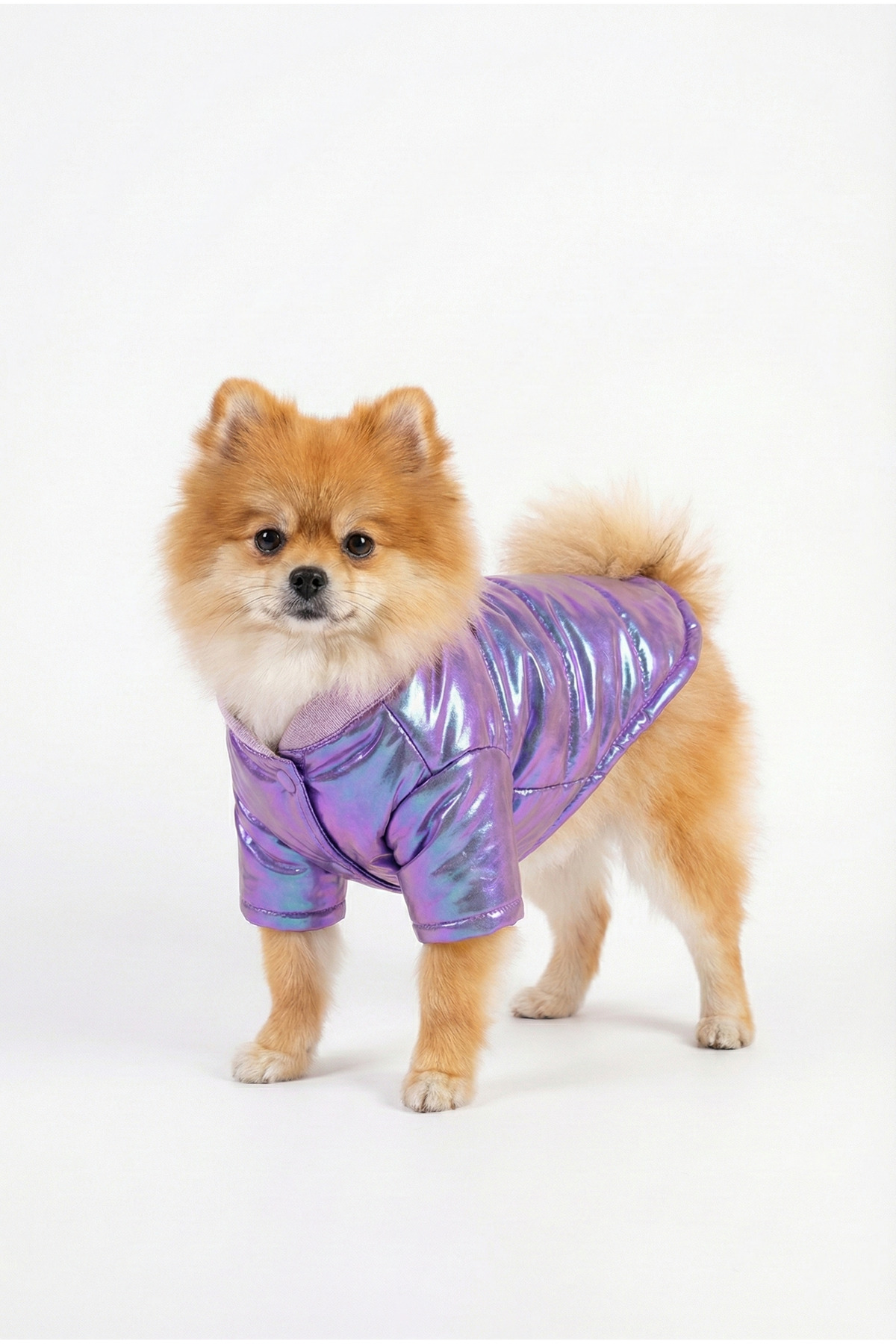 کاپشن سگ نوبل‌داگ NobleDog مدل morparlak، بنفش براق