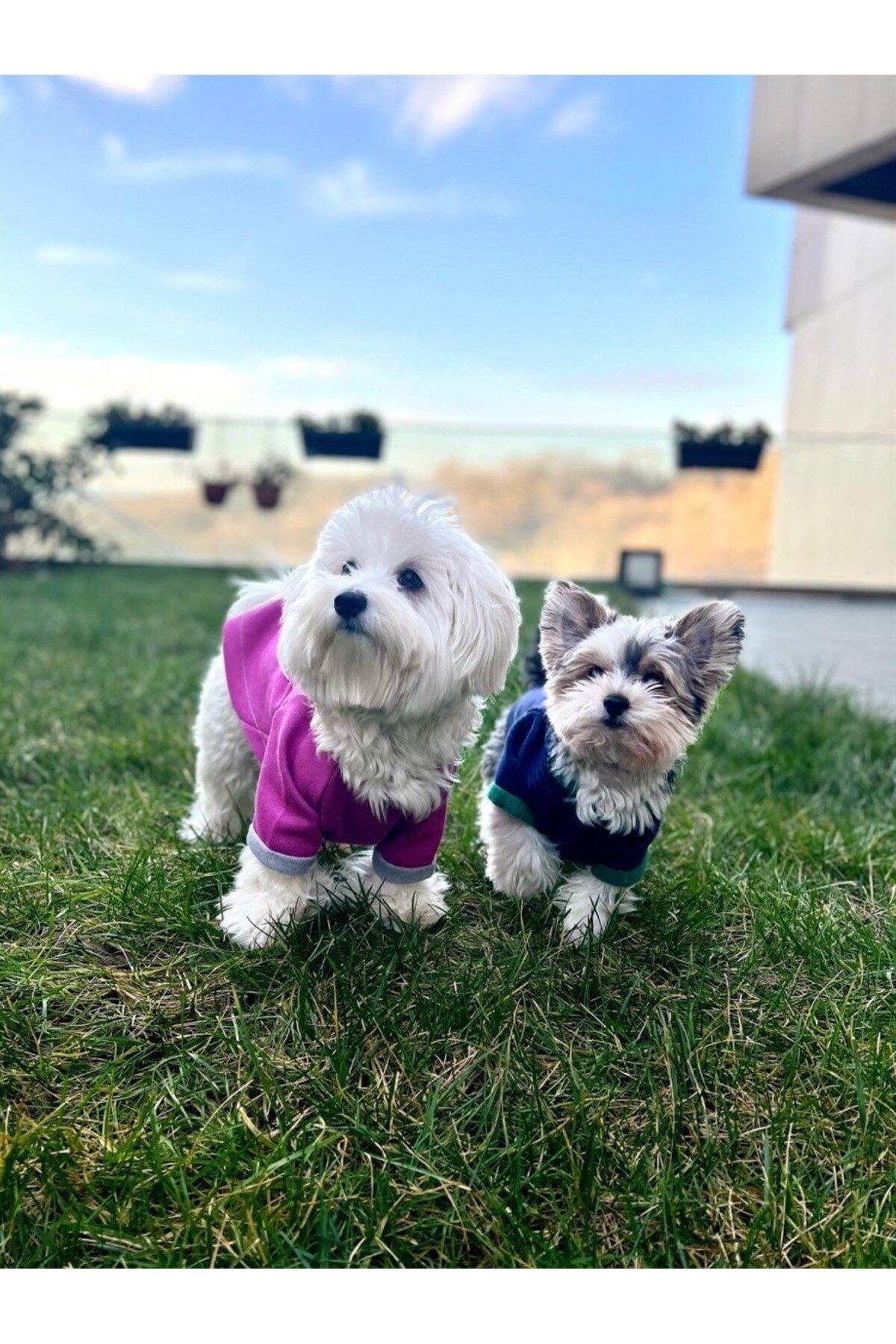 سویشرت کلاه‌دار سگ موی اند الی Moi and Ellie Jude بنفش
