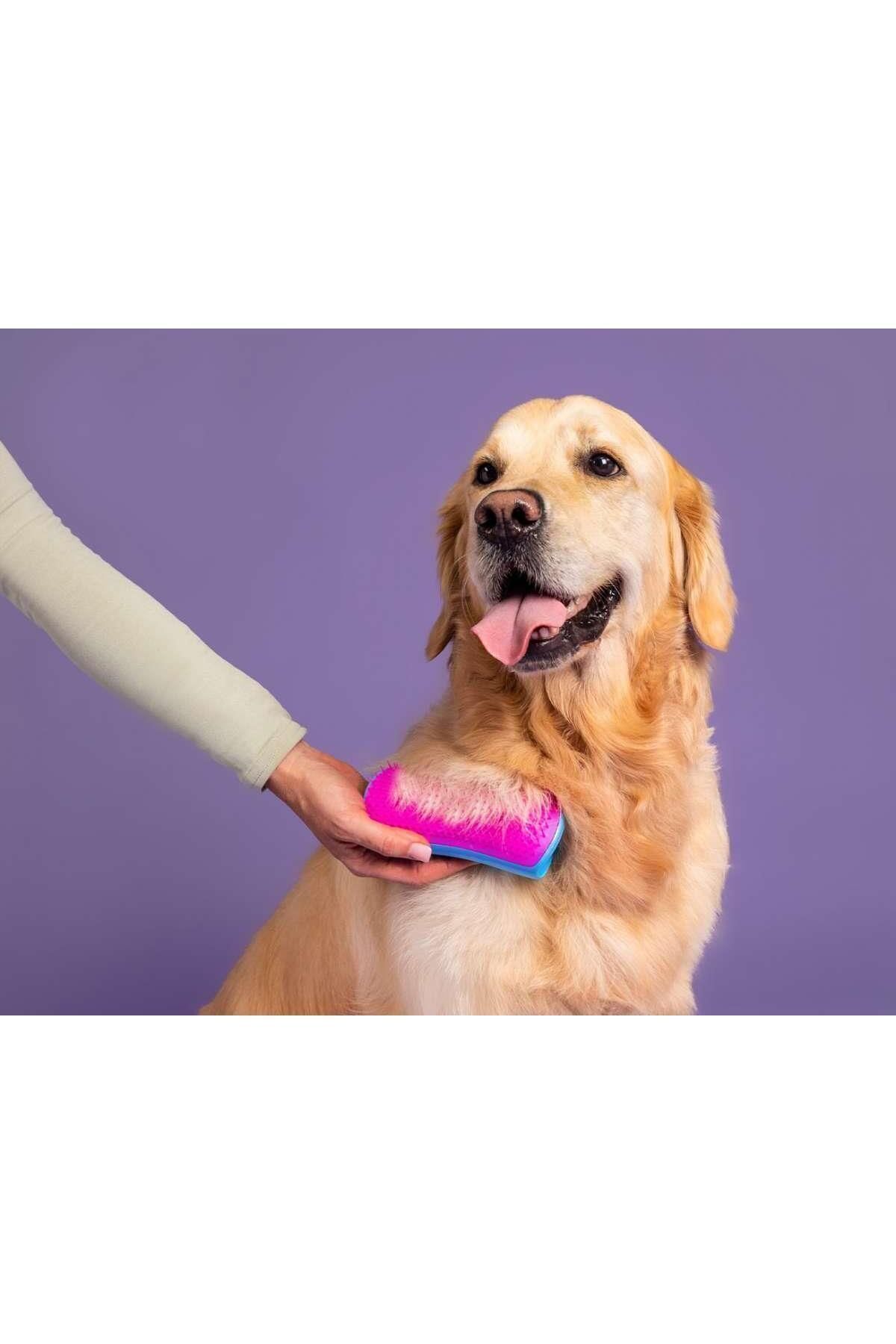شانه ضدریزش سگ تنگل تیزر Tangle Teezer، آبی و صورتی