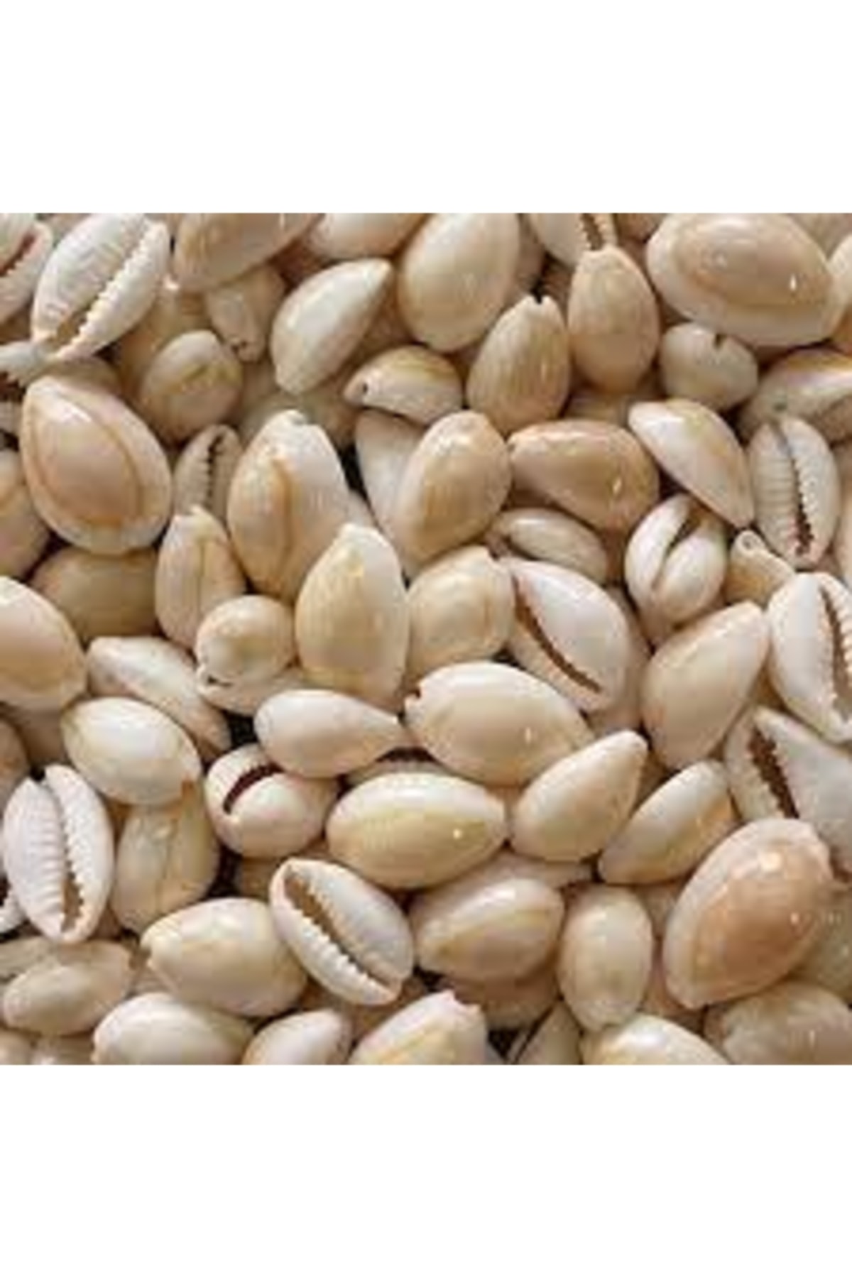 فیگور 50 صدف CYPREA ANNULUS 1 1.5 سانتی متر از ترکیه Nikah Şekeri Market