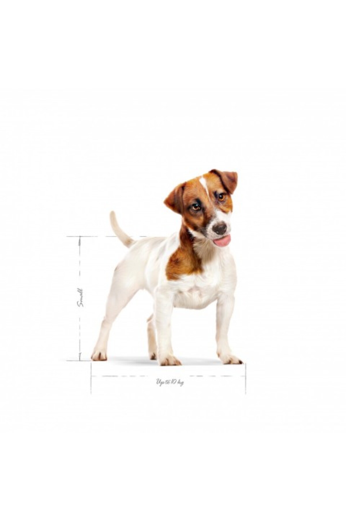 غذای خشک سگ رویال کنین Royal Canin Mini Adult برای نژادهای کوچک 8kg