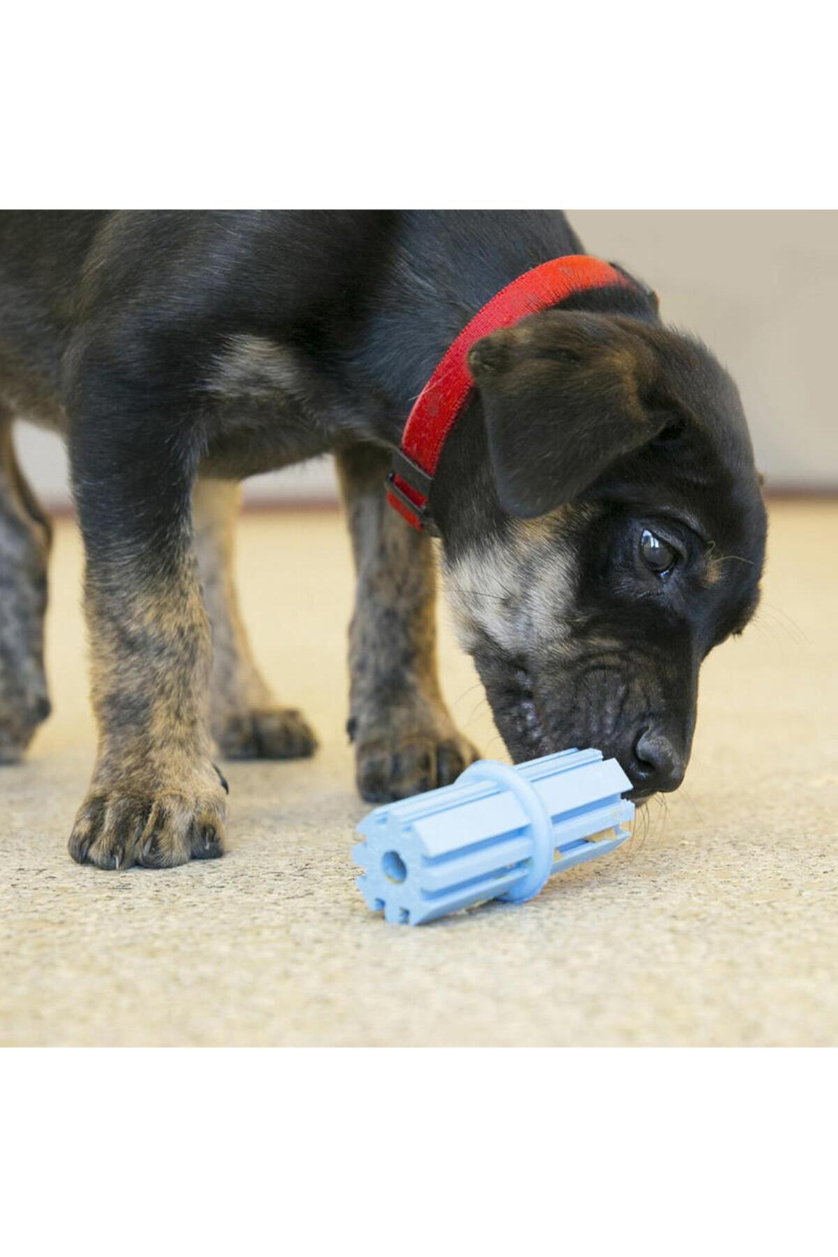 اسباب‌بازی دندان‌گیر توله‌سگ کنگ Kong Puppy Teething Stick، آبی، سایز L