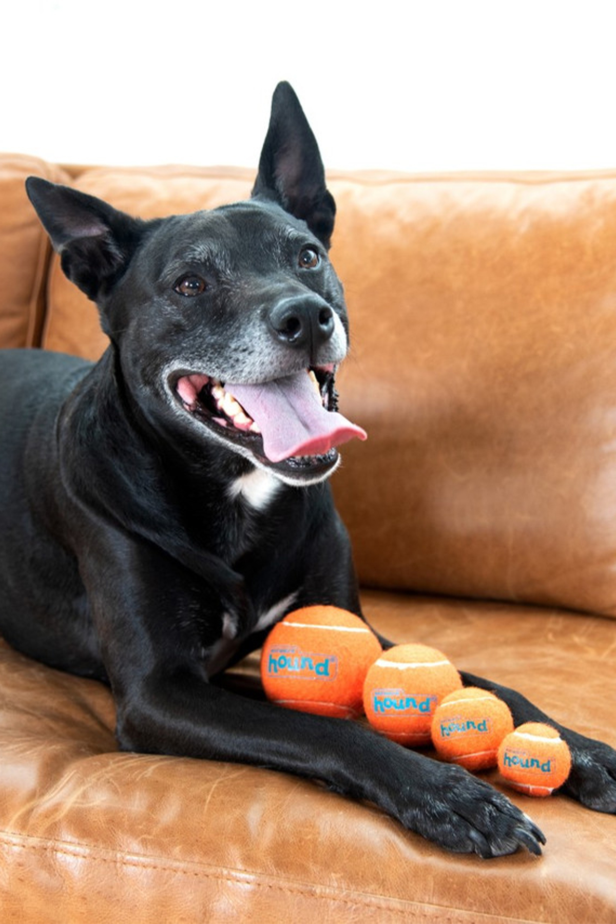توپ تنیس صدادار سگ ۴ عددی اوت‌وارد هاوند Outward Hound Squeaker Ballz مدل 350-68000M چندرنگ