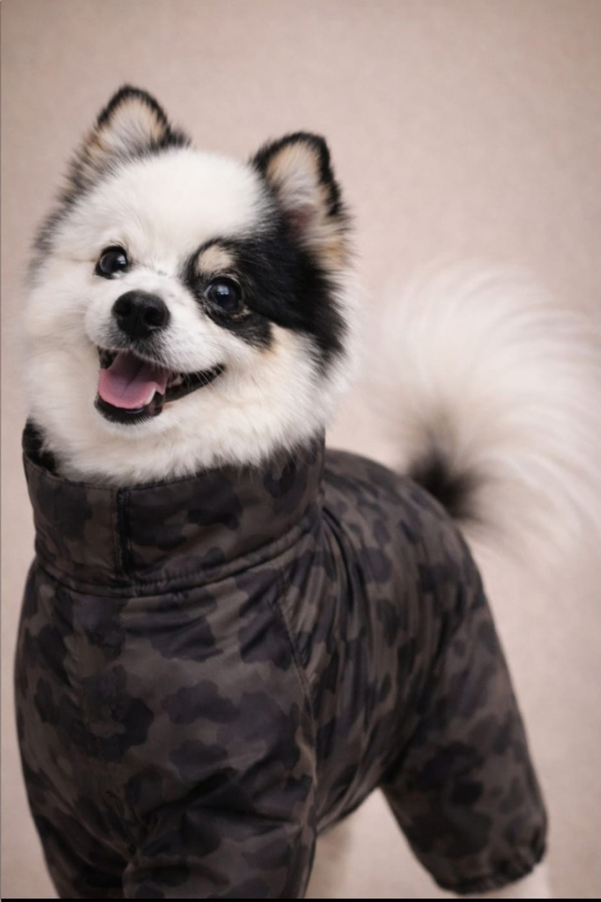بارانی سگ با پوشش چهار پا آلفاداگ دیزاین Alphadog Design مدل Coverall Icon، خاکستری