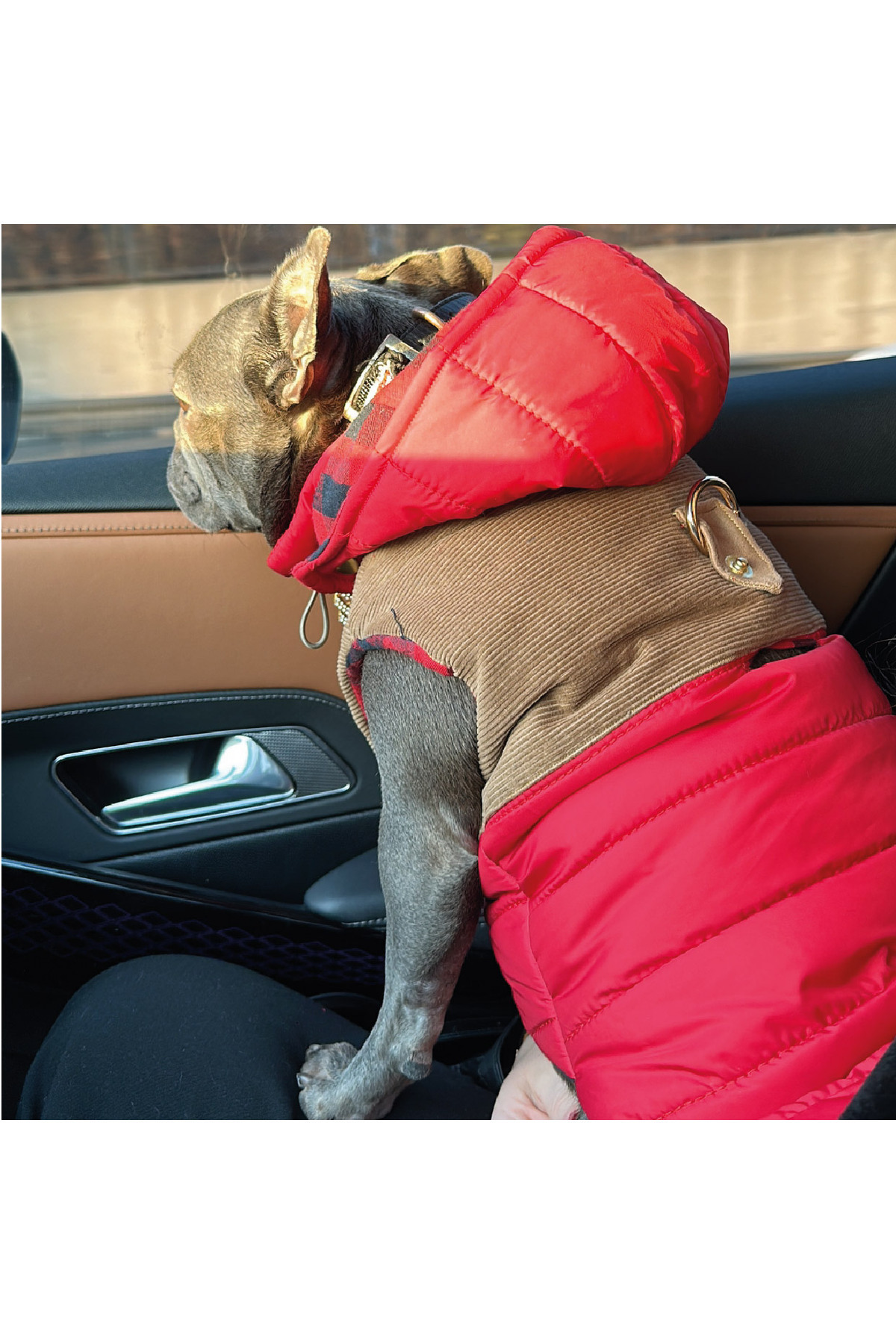 کاپشن پشمالوی قرمز سگ لولو د اربن پاپ Lulu The Urban Pup
