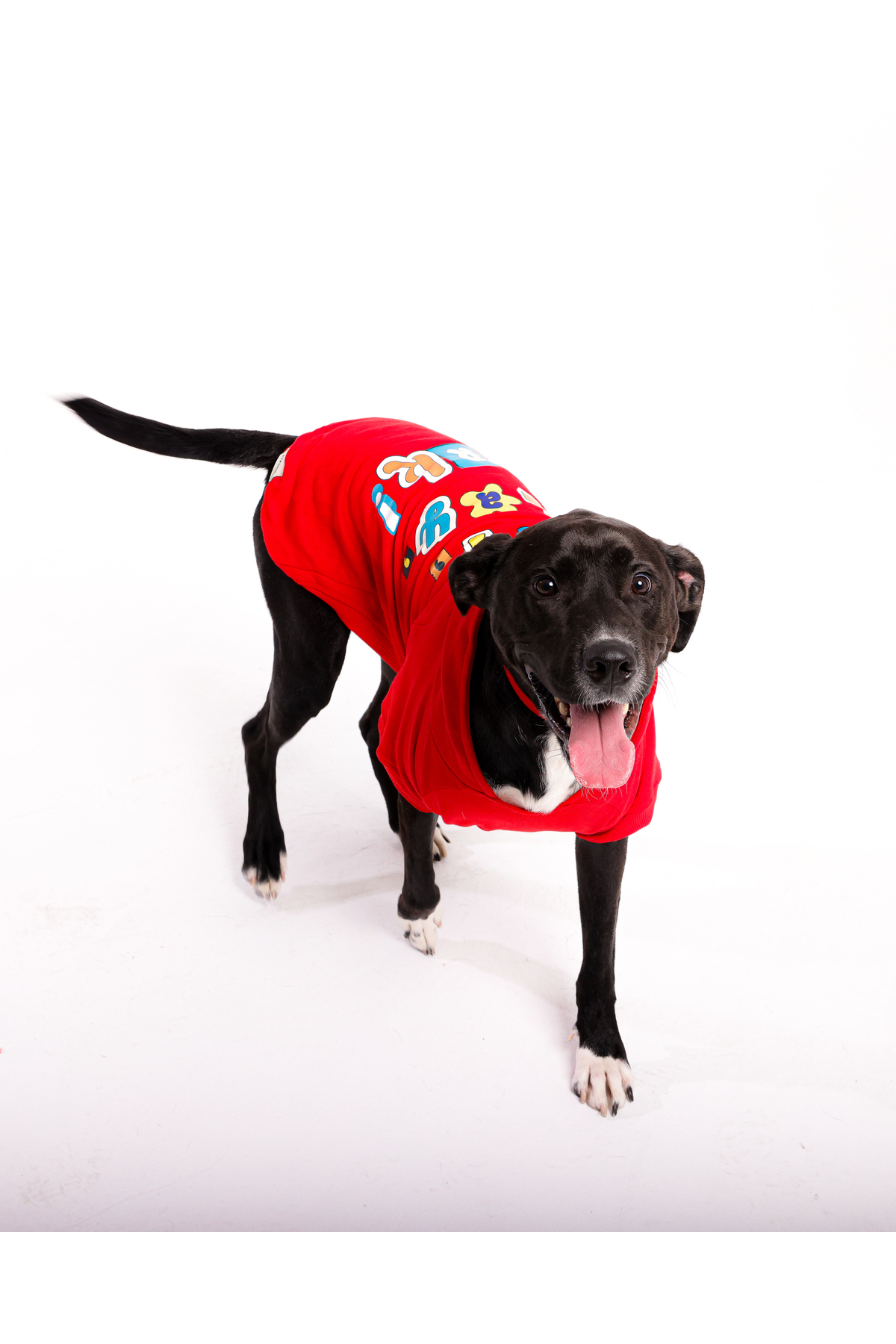 هودی سگ Eat Play Bark هایپت فشن Hypet Fashion، قرمز