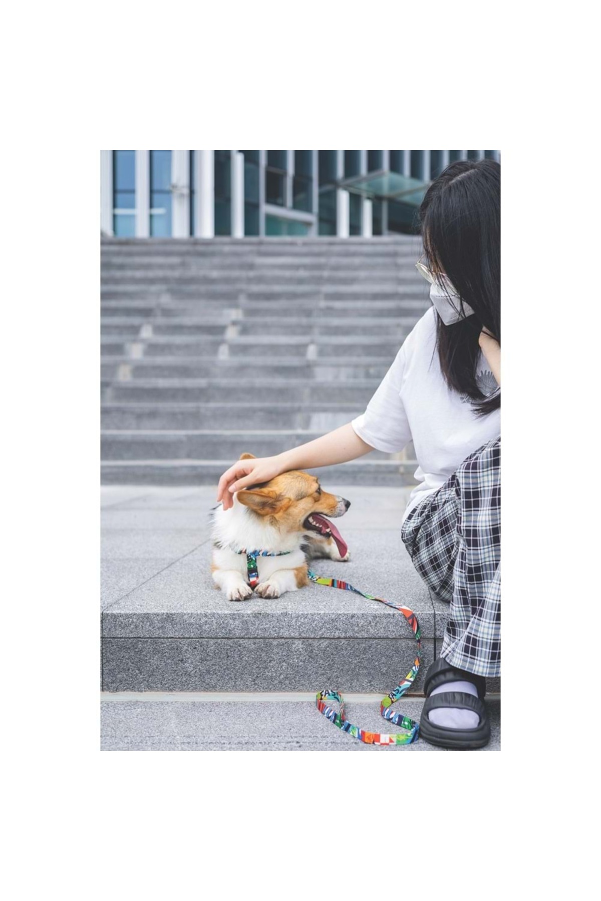 هارنس سینه‌ای سگ ام‌پتس M-PETS Urban Style Freestyle سایز L ترکیبی