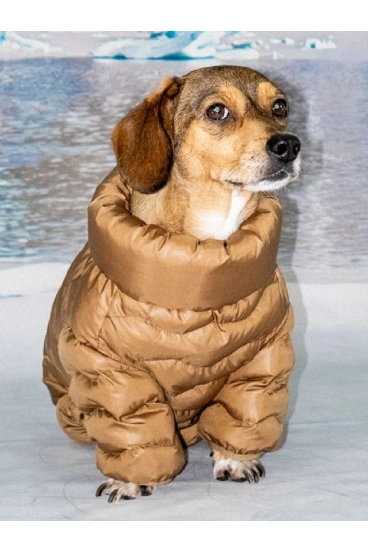 کاپشن سگ پوپیا Puppia مدل Wavy Puffer Suit (PAZD-UP2263)، قهوه‌ای