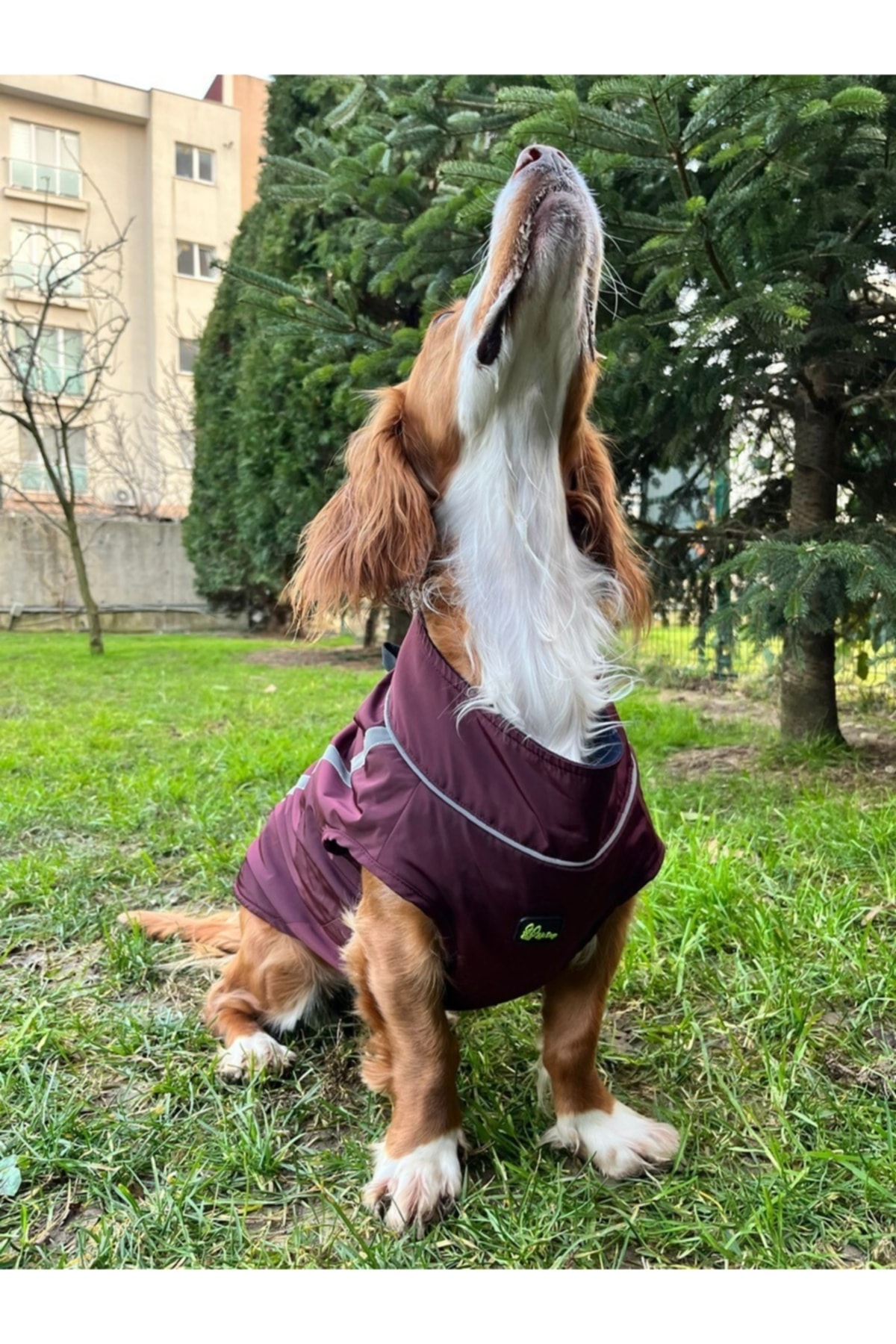 بارانی ضدآب سگ زوبی داگز Zubi Dogs، آستر پلار، زرشکی