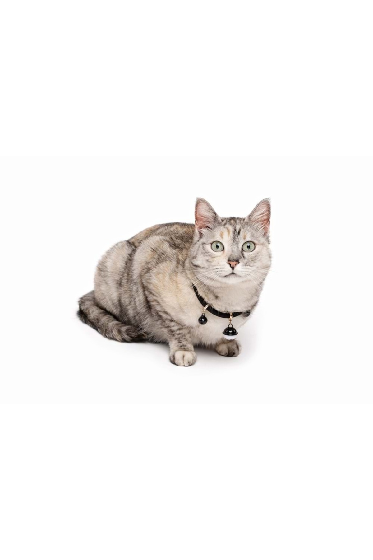 قلاده گردنی زنگوله‌دار گربه ام‌پتس M-PETS Pixie مشکی