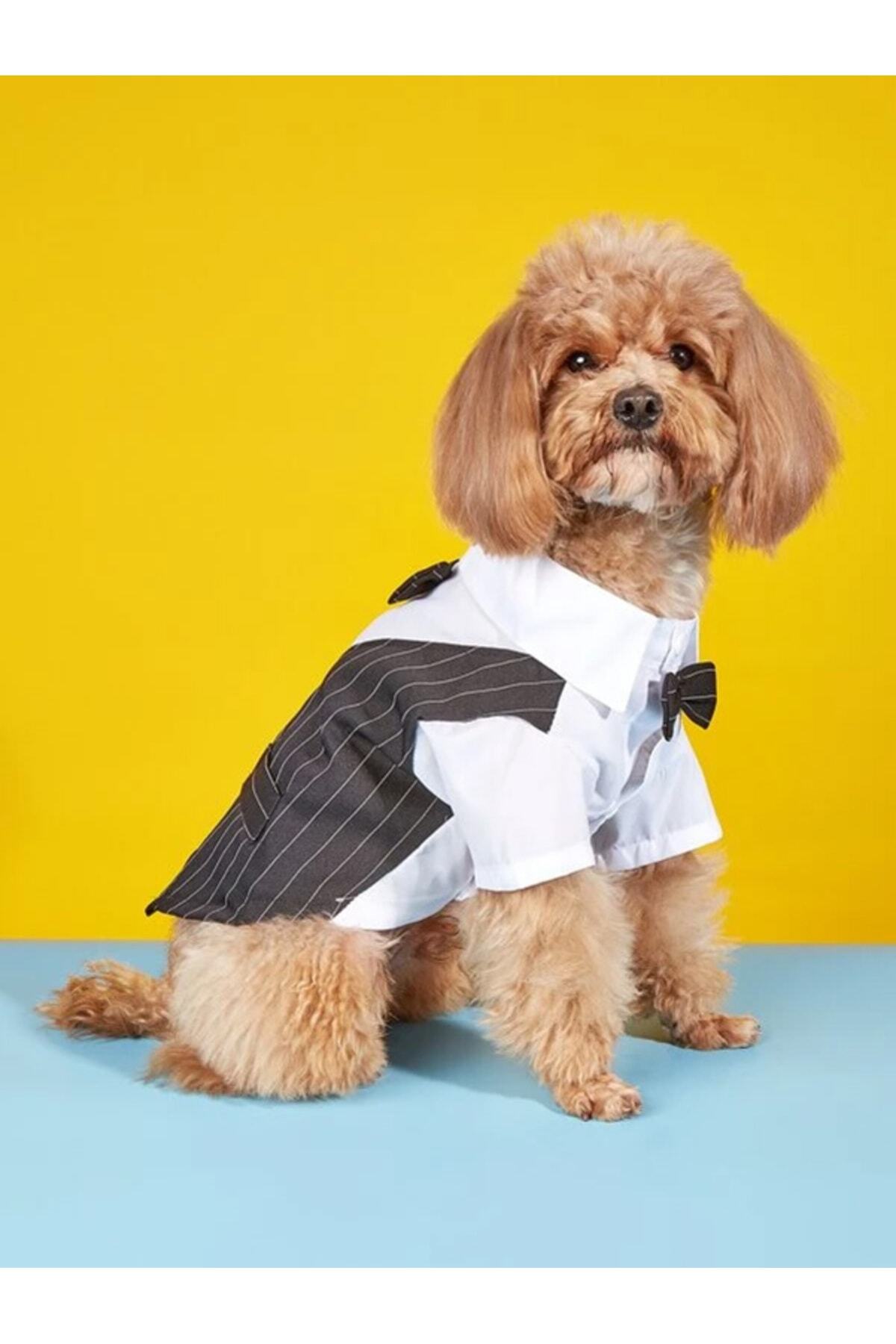 لباس سگ دولچه پتس Dolce Pets مدل DT001، مشکی