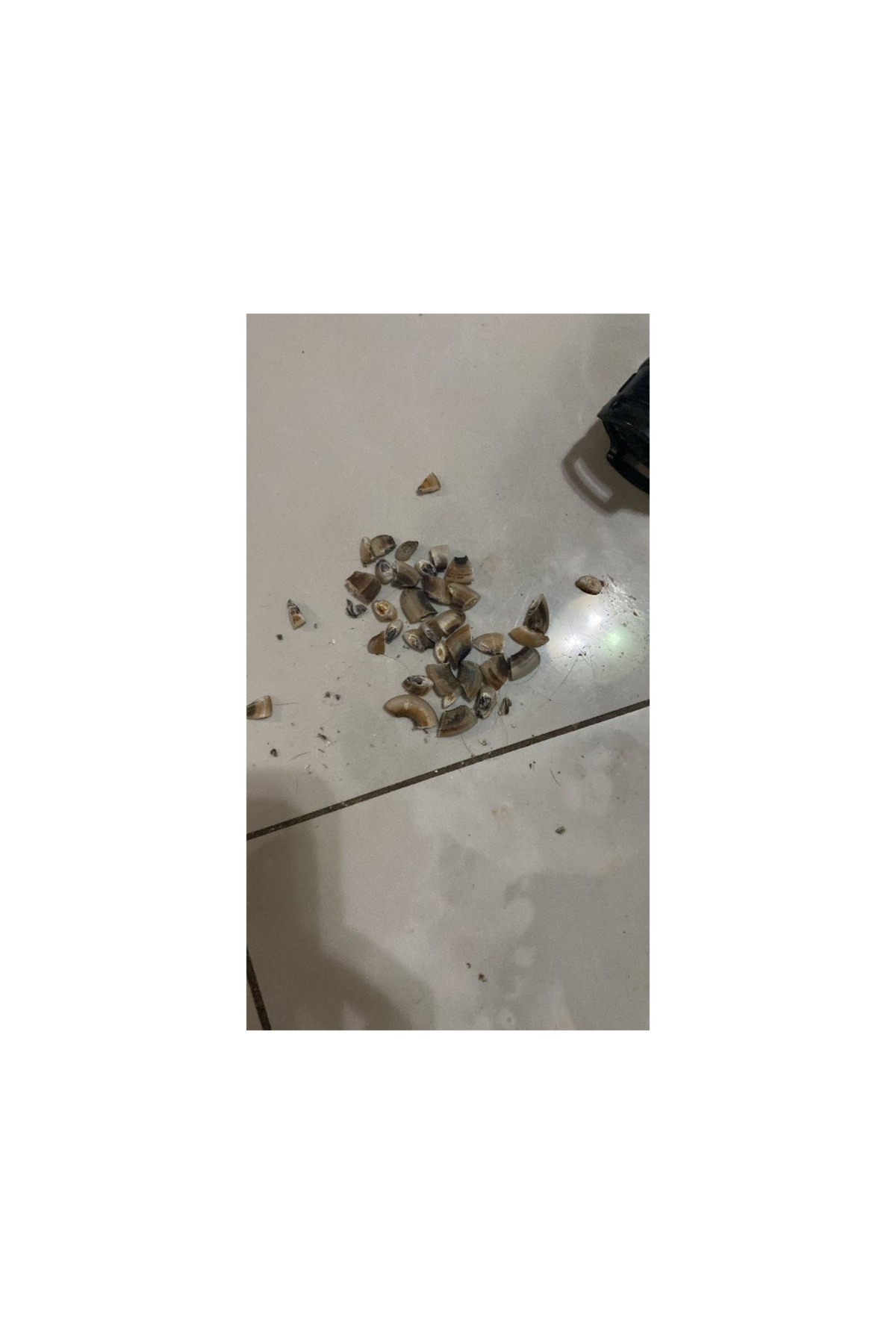 ناخن‌گیر سگ مودرنا Moderna، Bio PetActive Trixie، فولاد ضدزنگ، ۱۶ سانتی‌متر چندرنگ