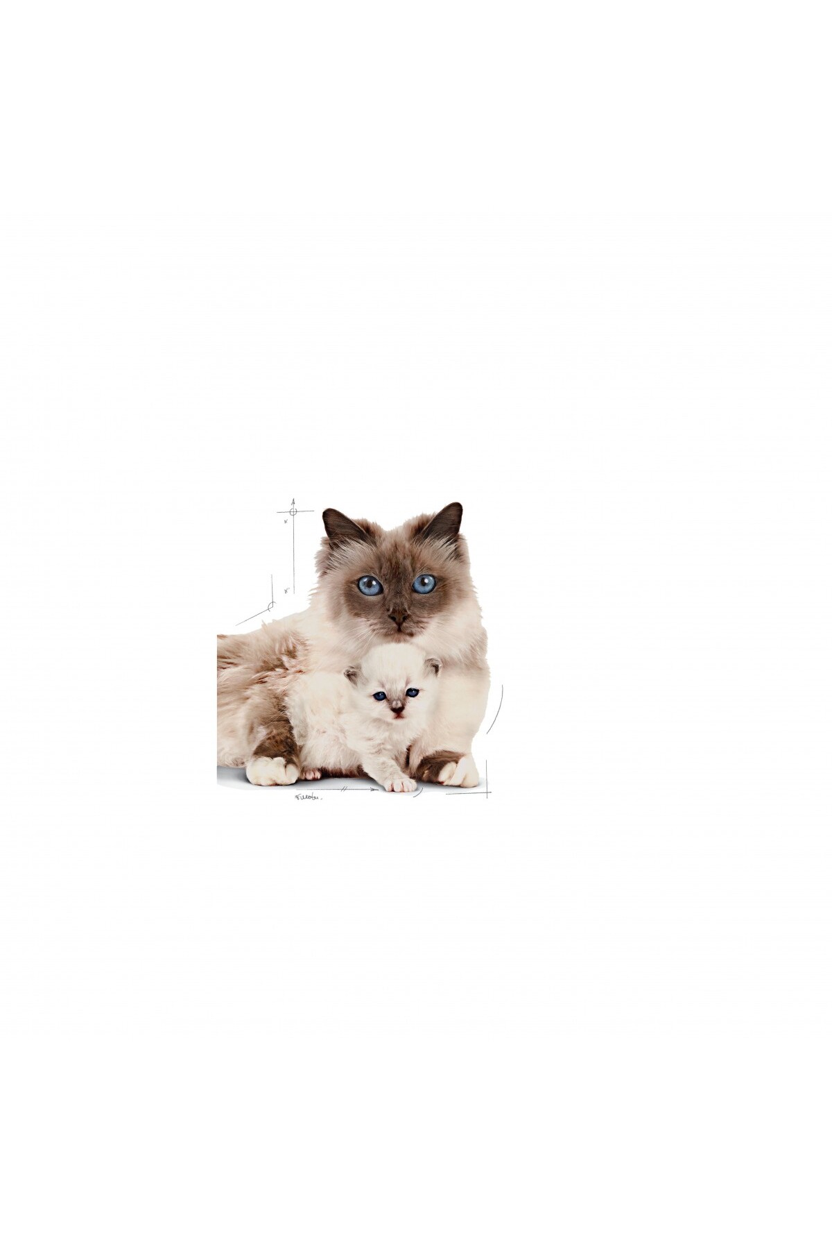 غذای خشک گربه رویال کنین Royal Canin Mother & Babycat، ۲ کیلوگرم