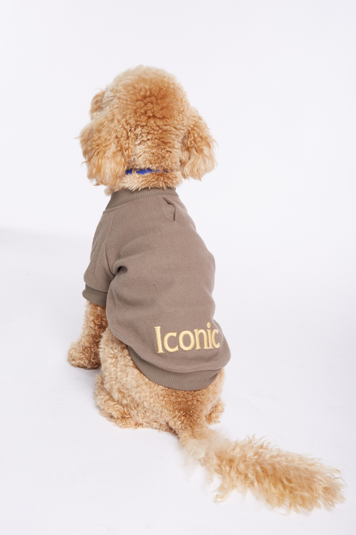کاپشن کالج سگ مونیدو Monido Iconic با نوشته شعاری، خاکی