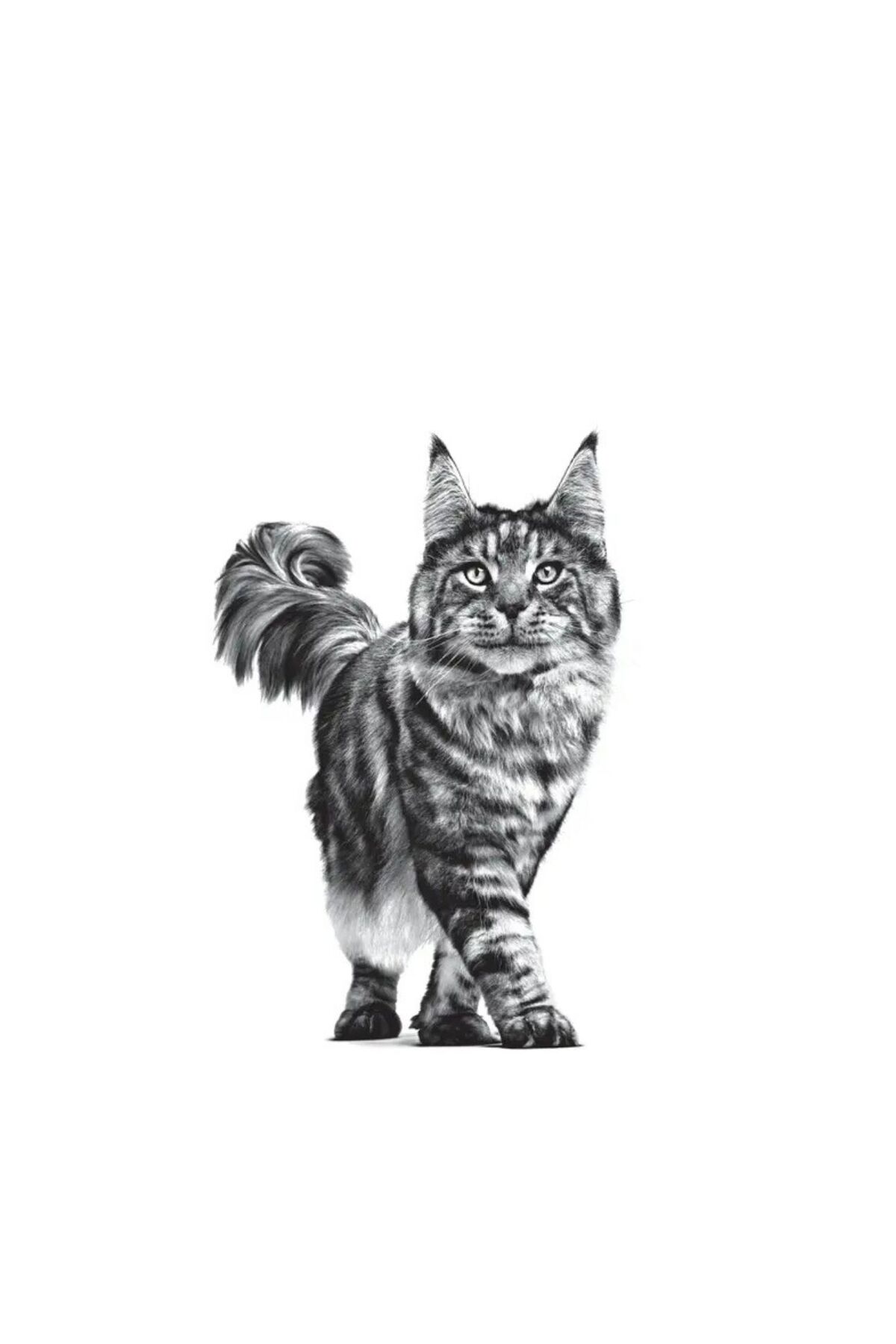غذای خشک گربه رویال کنین Royal Canin Gastrointestinal Fibre Response، ۴ کیلوگرم