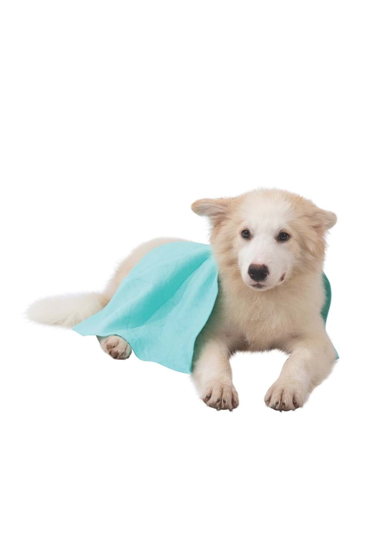 حوله زودخشک‌شونده حیوانات خانگی ام‌پتس M-PETS، سبز