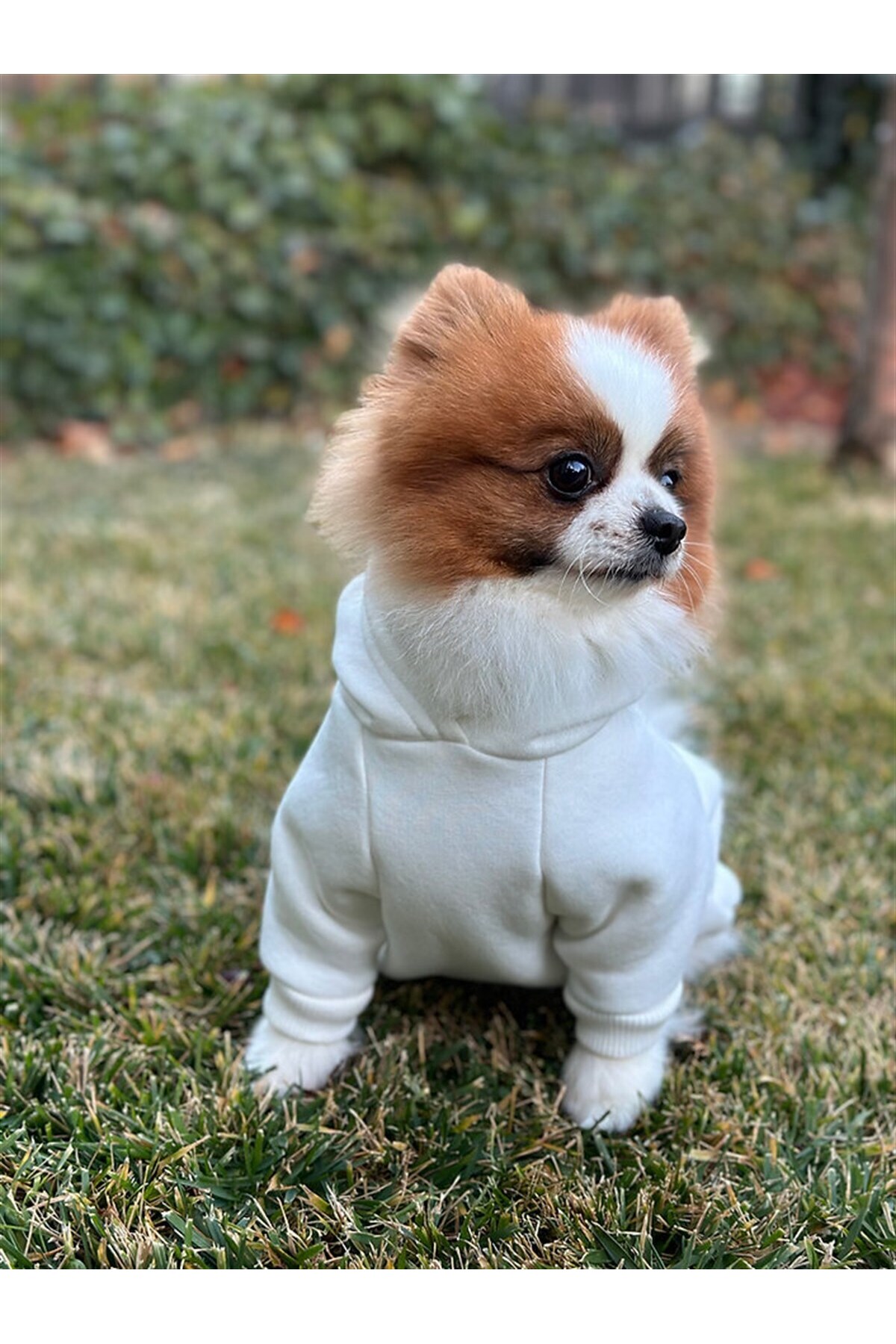 لباس سگ قرمز از مجموعه Woofmas Collection | Merry Everything از آسکی‌اندارد Asky&Erd