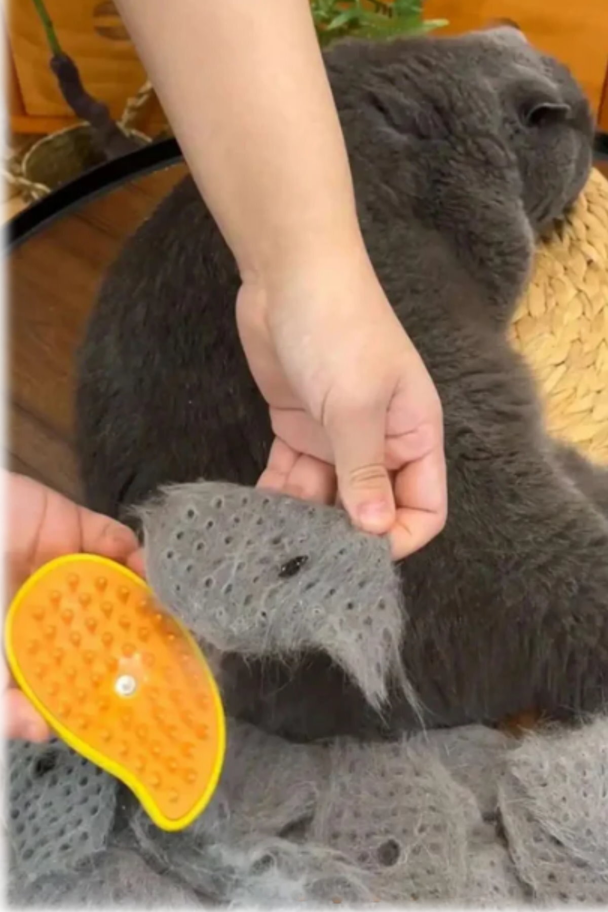 برس و شانه بخاردار ۳ در ۱ مونیکو Munico مدل AN132A برای گربه و سگ