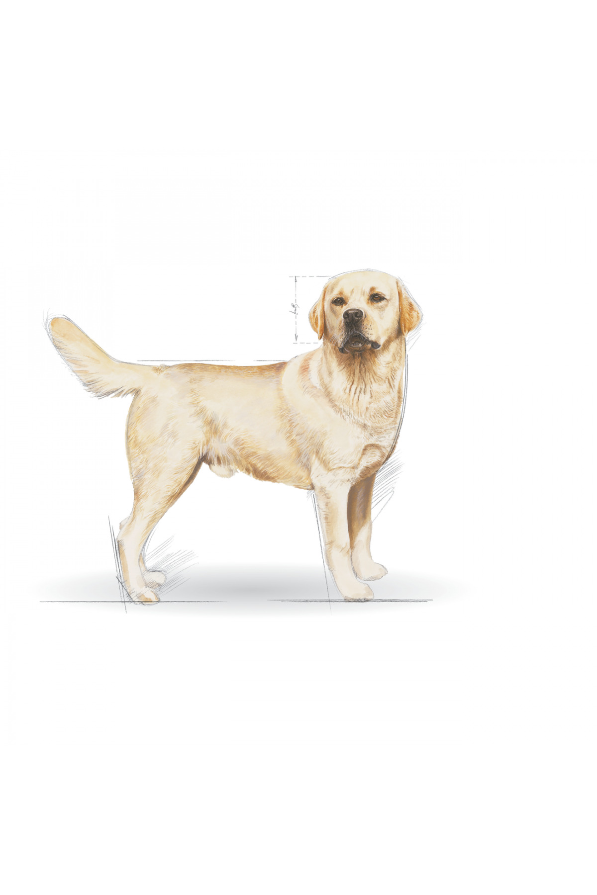 غذای خشک سگ لابرادور بالغ، رویال کنین Royal Canin Labrador Adult، ۱۲ کیلوگرم