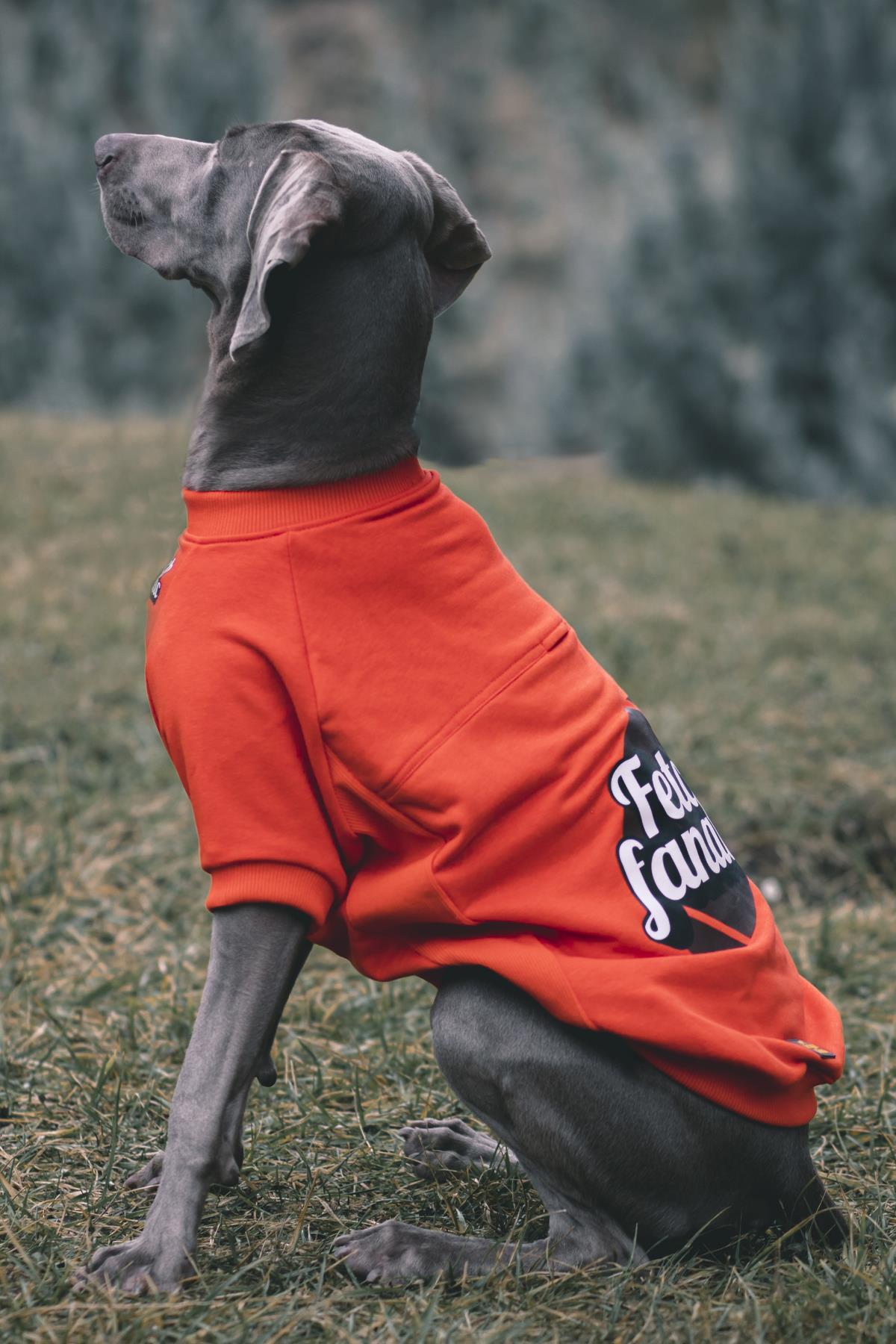 سویشرت سگ قرمز Fetch Fanatic از آسکی‌اندارد Asky&Erd، مجموعه «I am» Sweatshirts Collection
