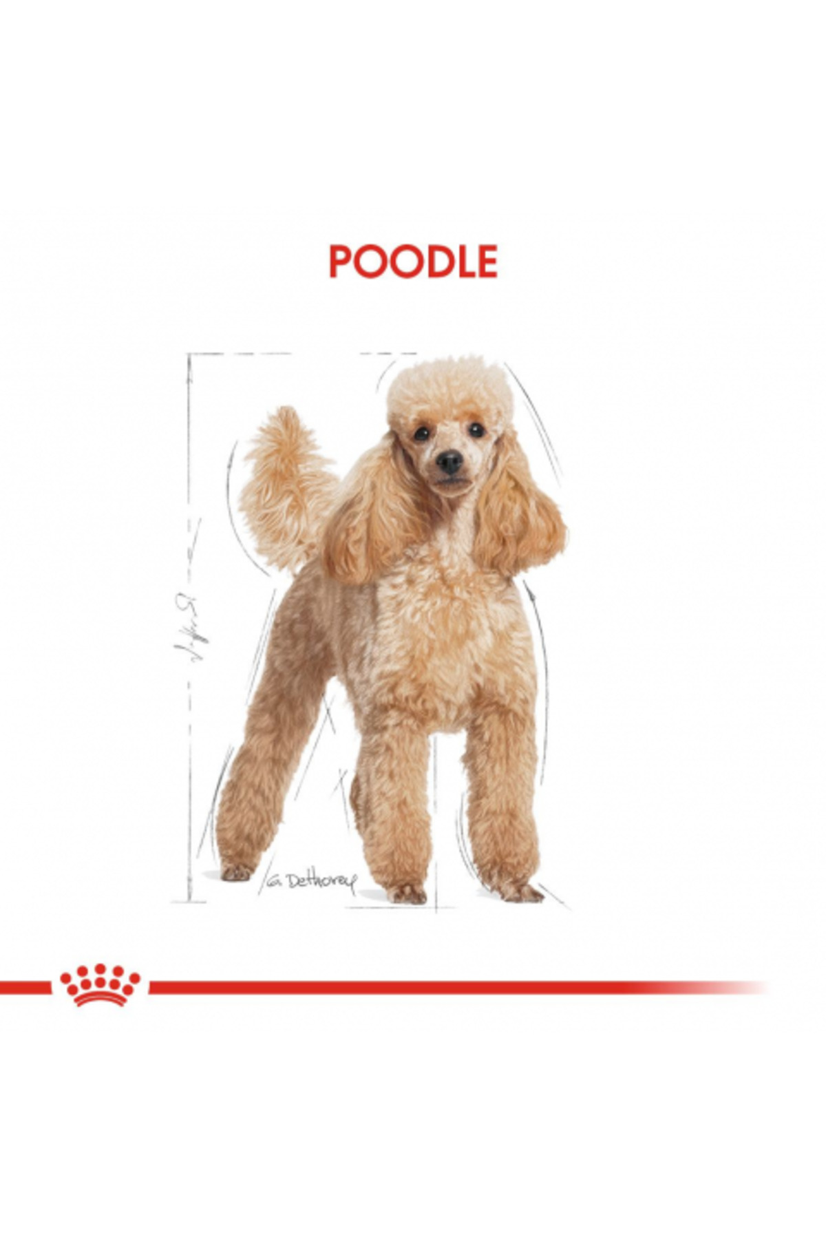 غذای خشک سگ پودل بالغ رویال کنین Royal Canin، ۳ کیلوگرم